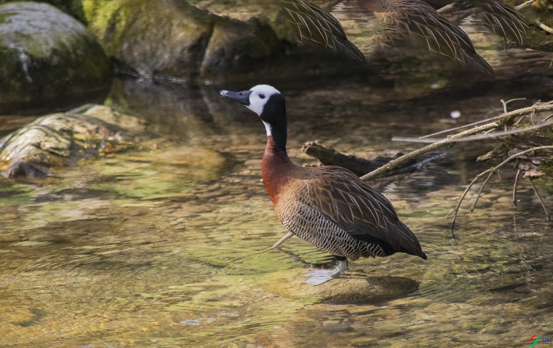 XQD_2500 ������Ѽ.jpg