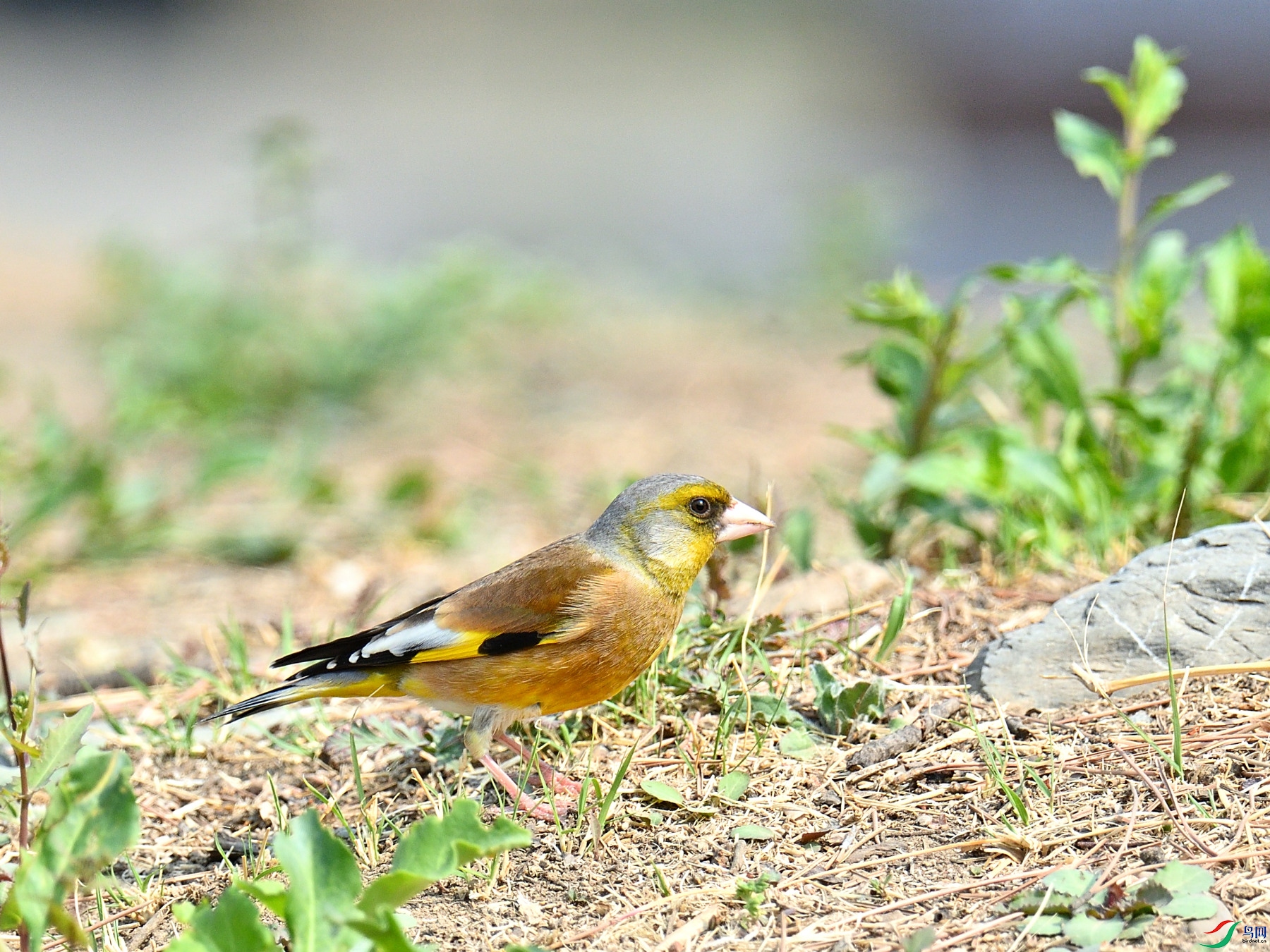 DSC_9560.JPG