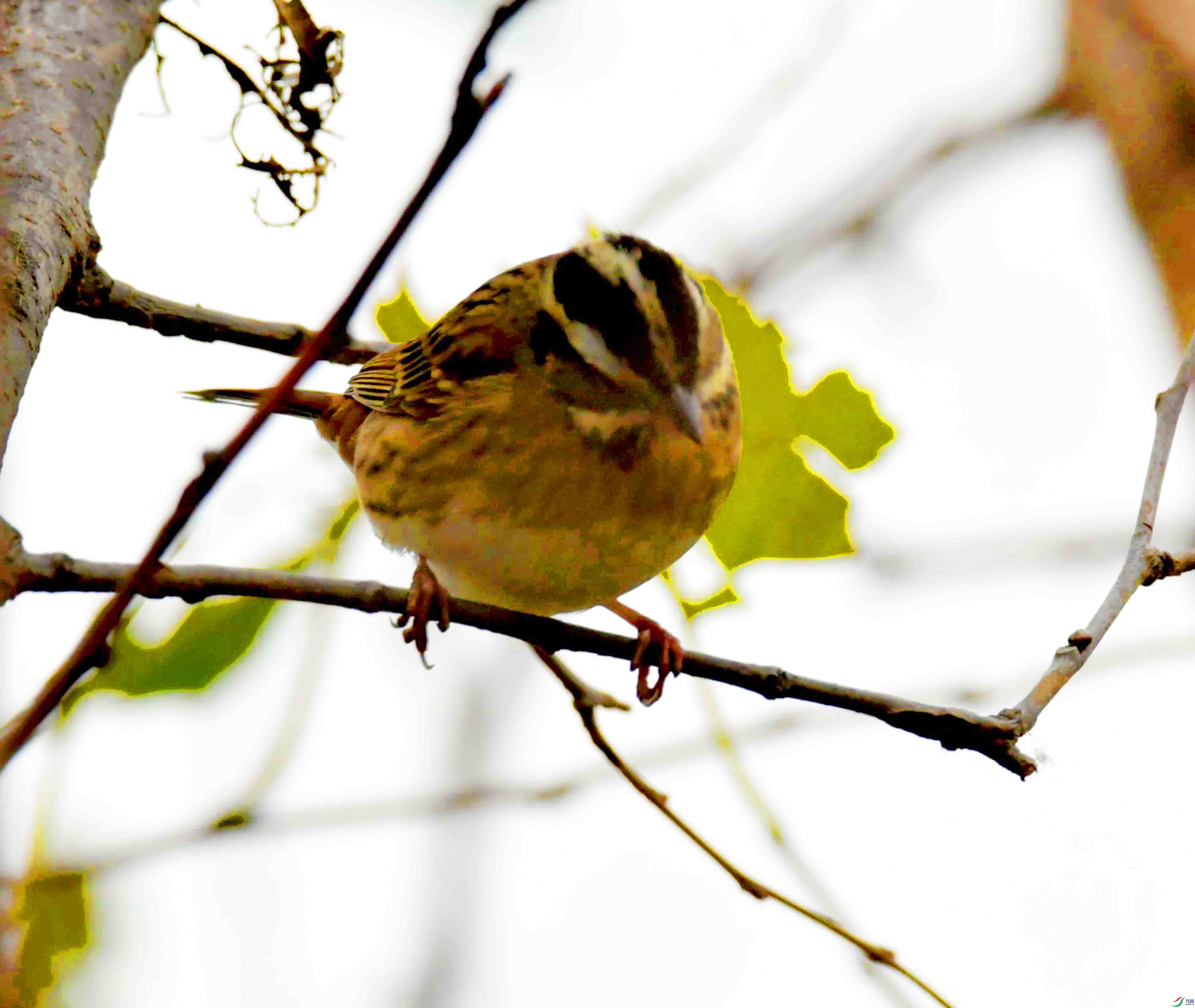 DSC_5618.JPG