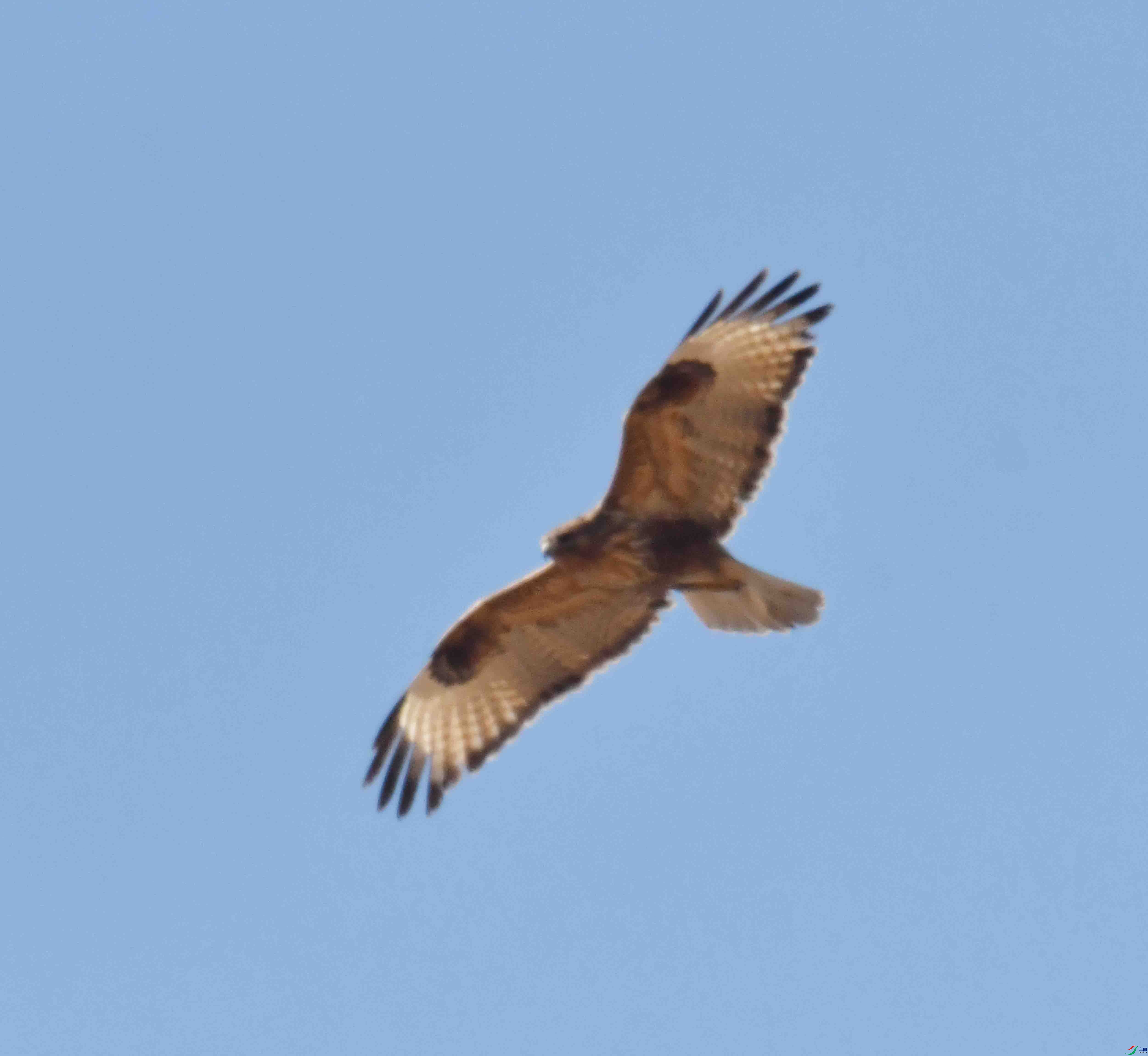 DSC_1264.JPG