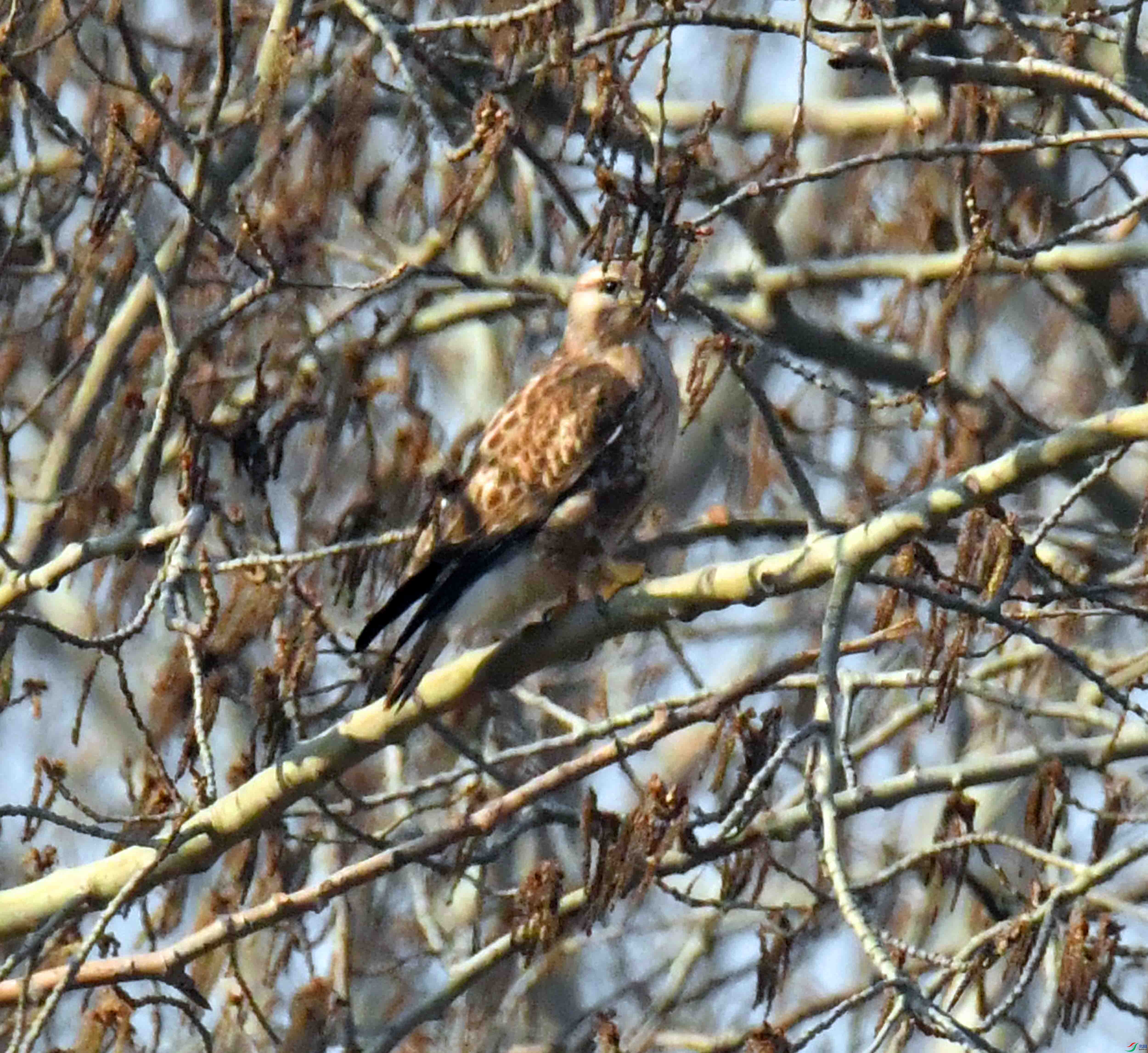 DSC_2444.JPG