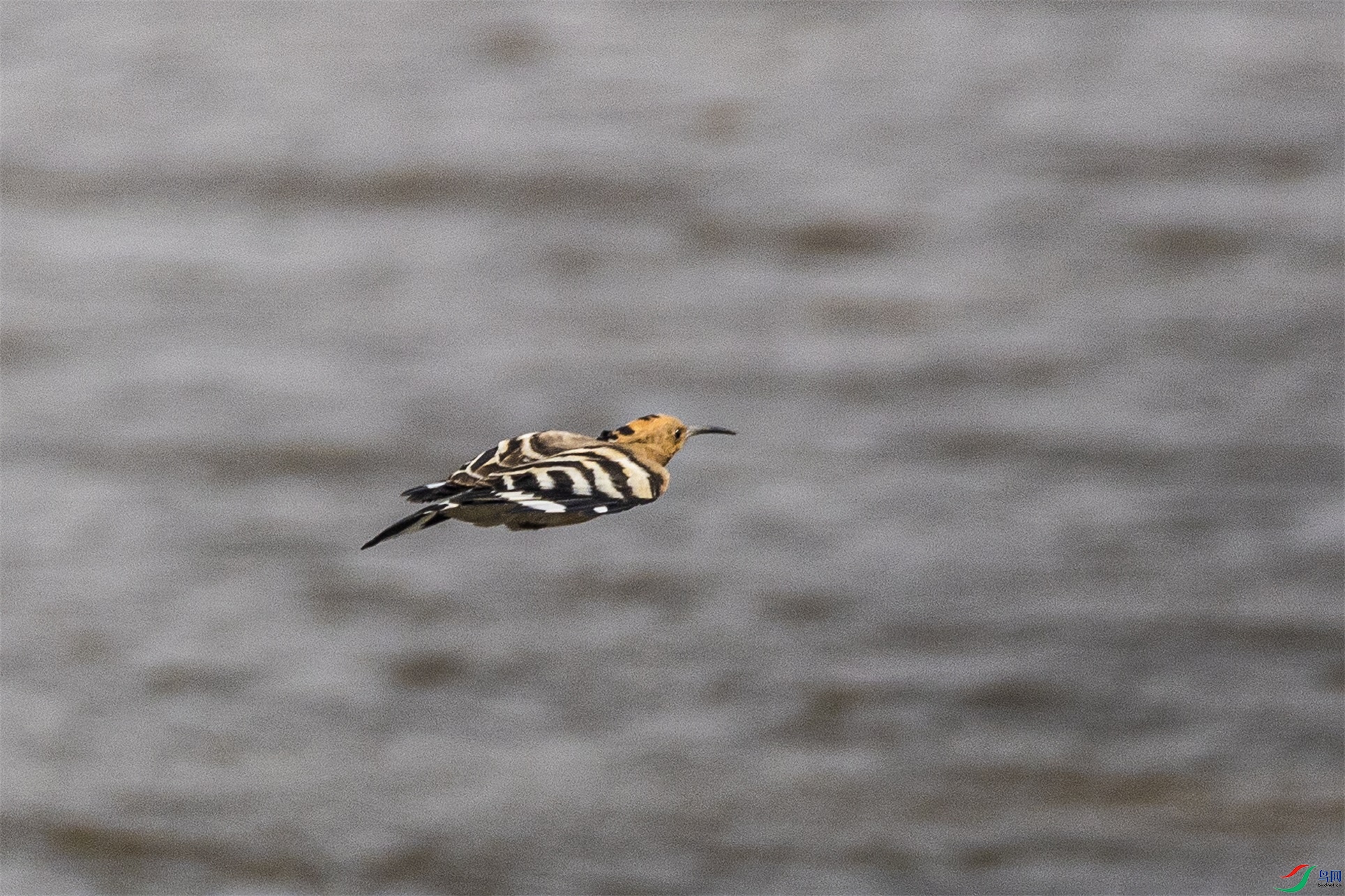 1K3A6611 ����1.jpg