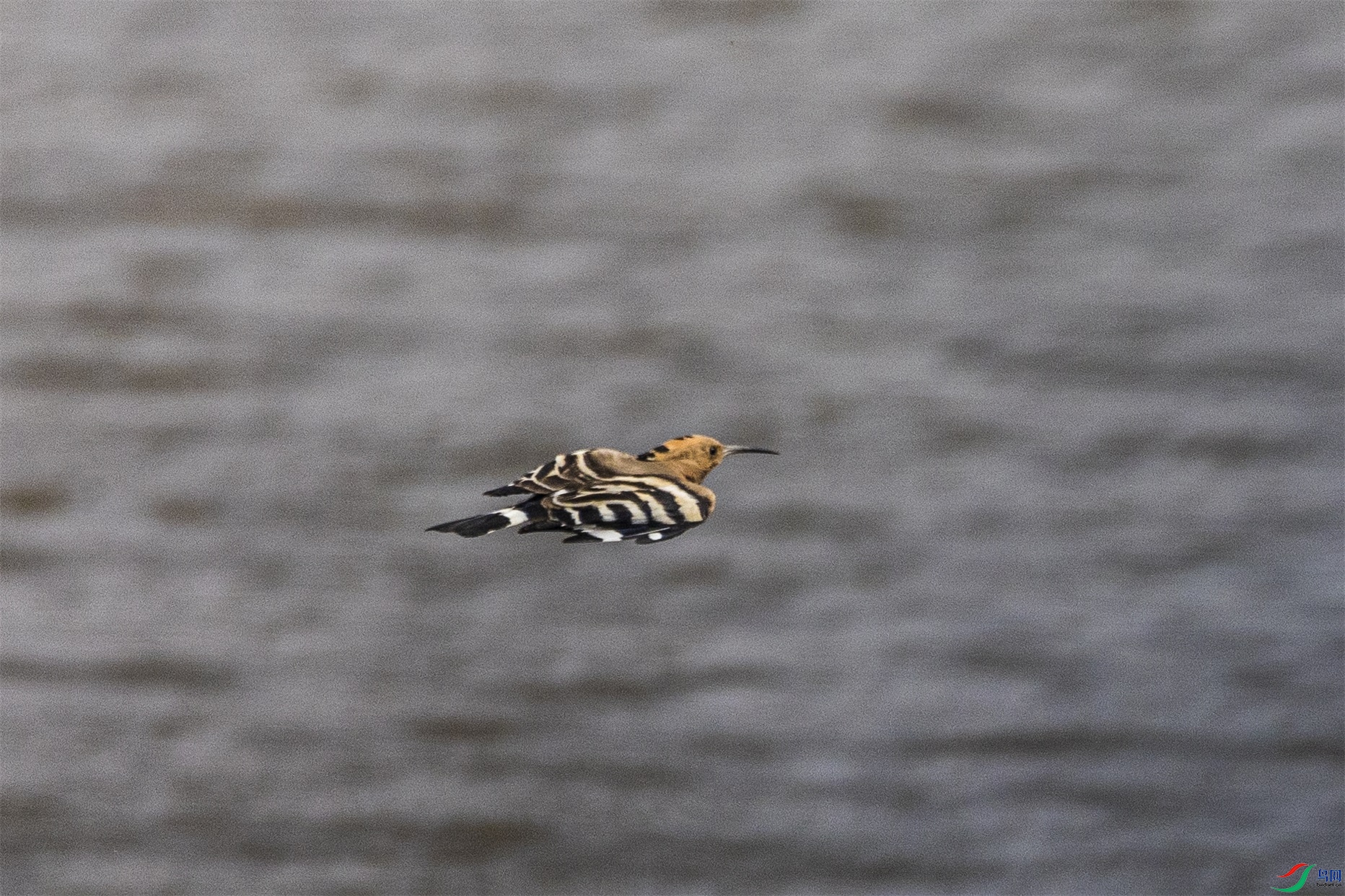 1K3A6615 ����1.jpg