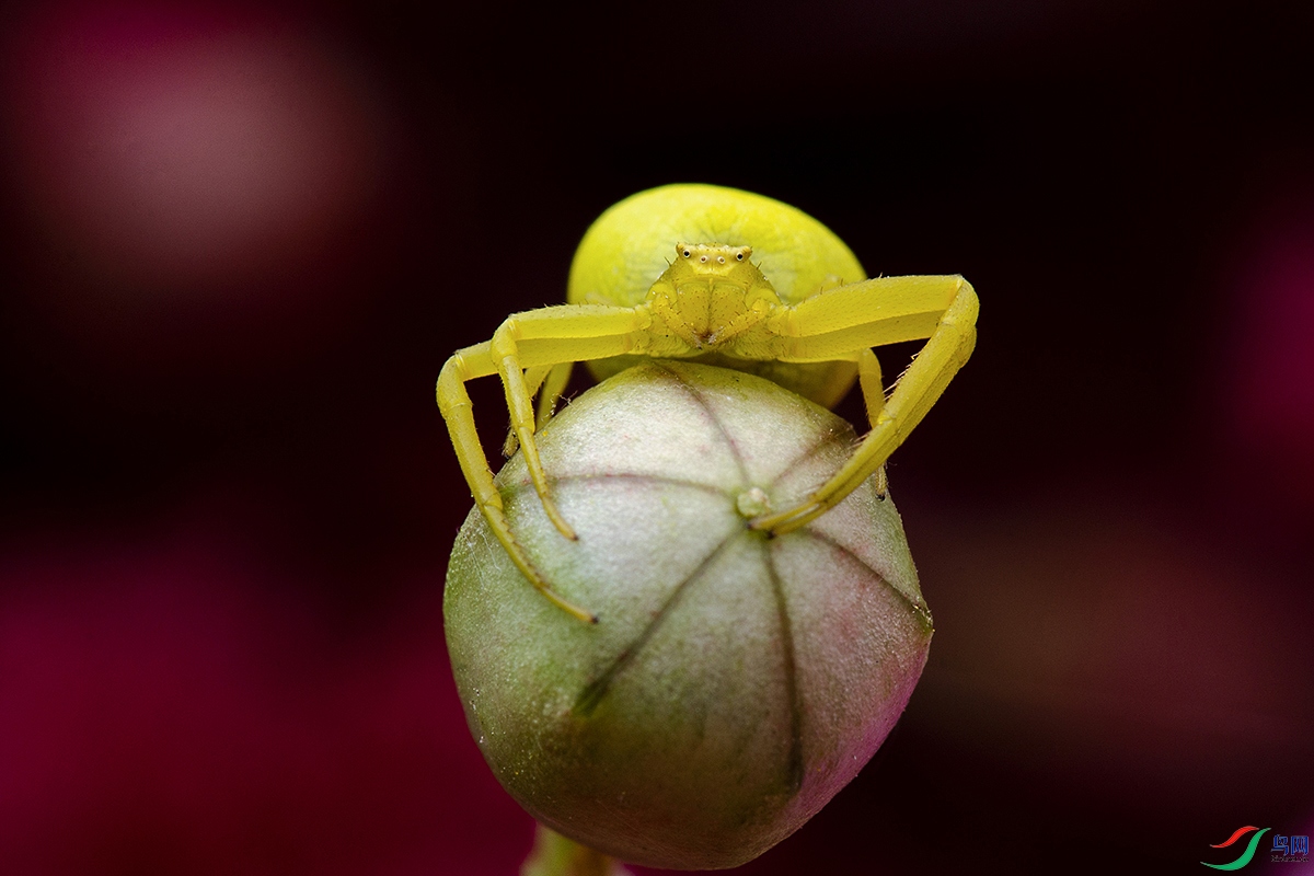 DSC_2899-��ơ�ƶǣ�.jpg