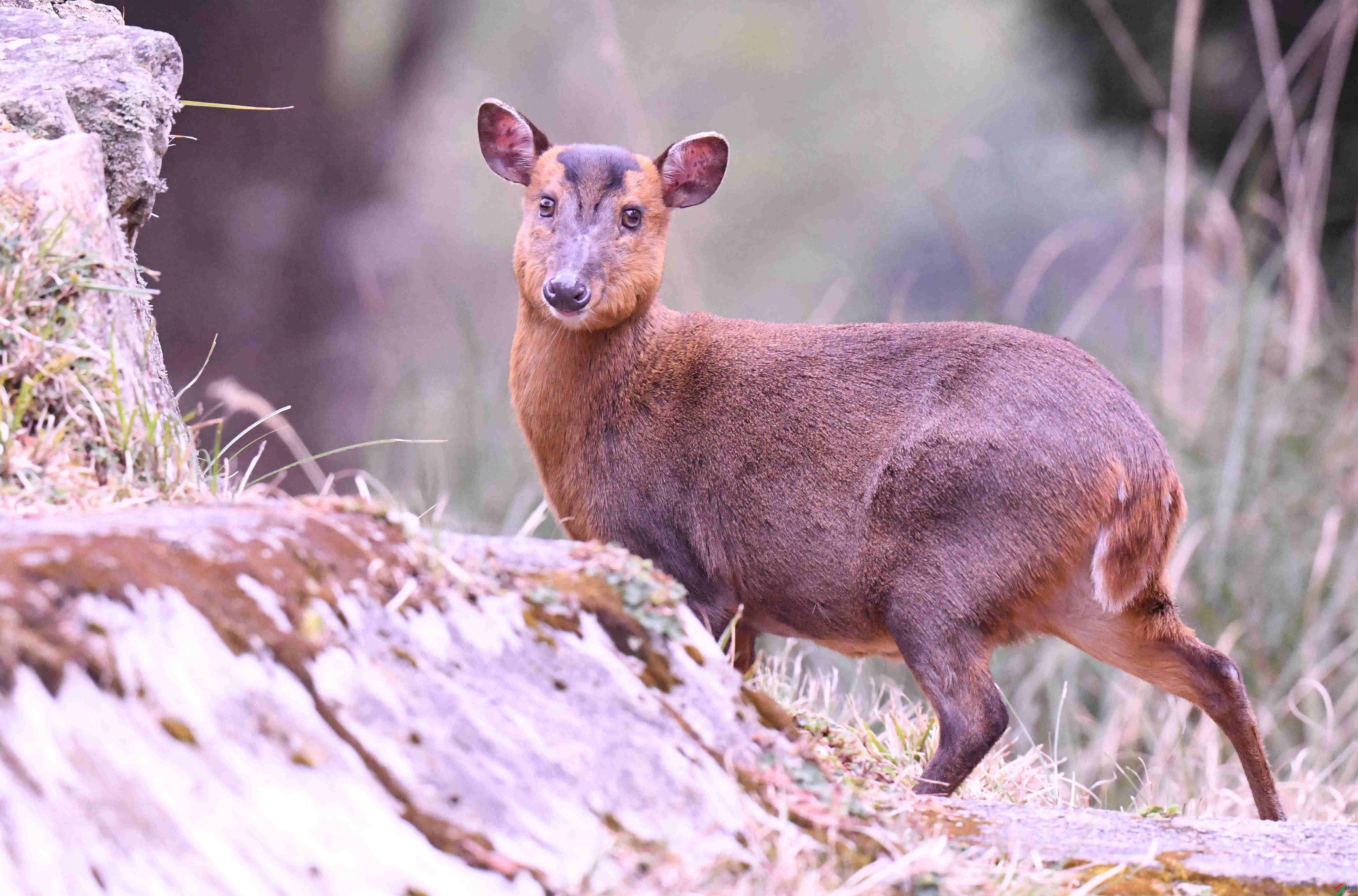 С�� ��ѩɽ (2).JPG