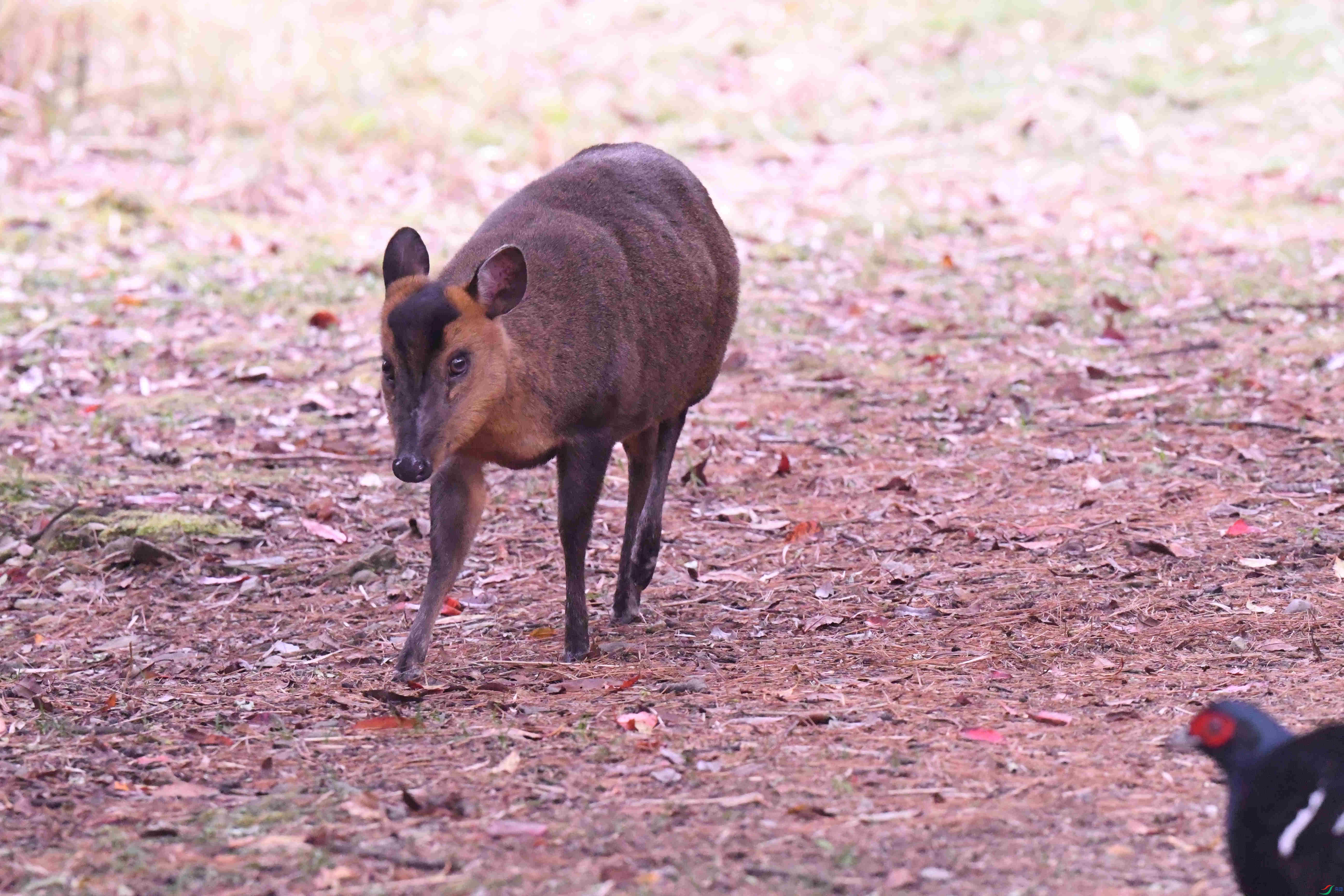 С�� ��ѩɽ (6).JPG