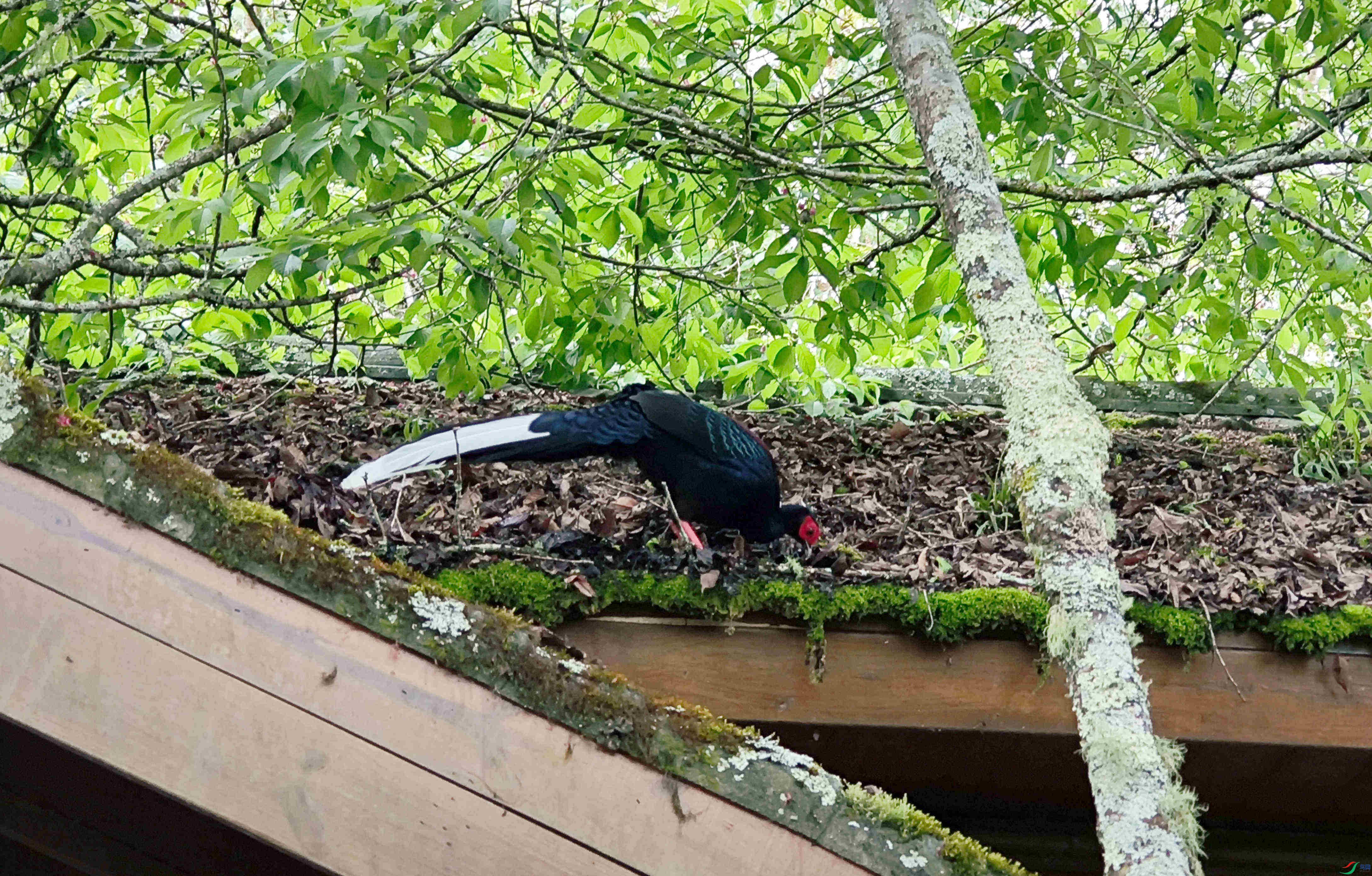 ������ ��ѩɽ.jpg