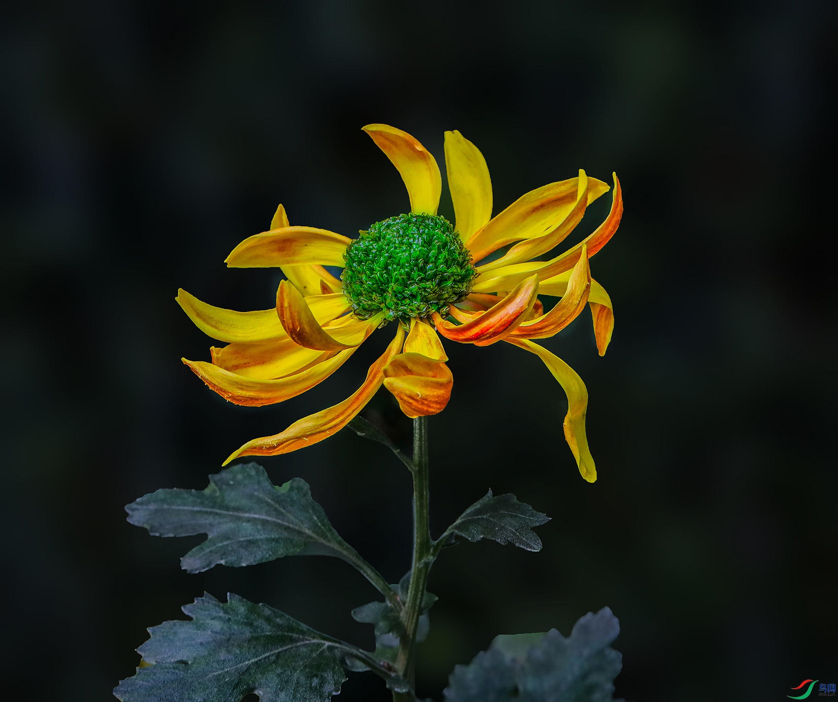 0000583A0590 ��ʯ��1000k.jpg