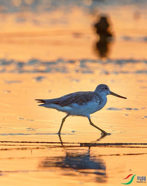 Ϧ���µ�С�����