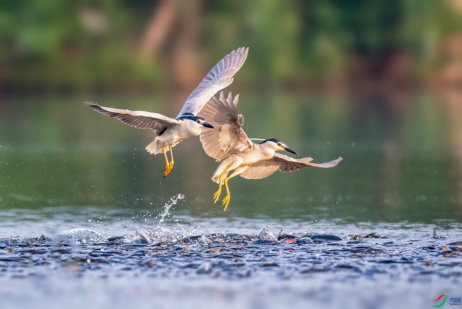 DSC_9778 ����_����.jpg