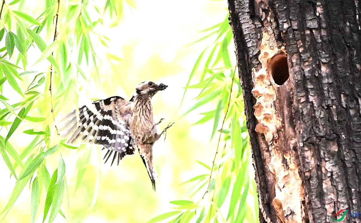DSC_7605.JPG