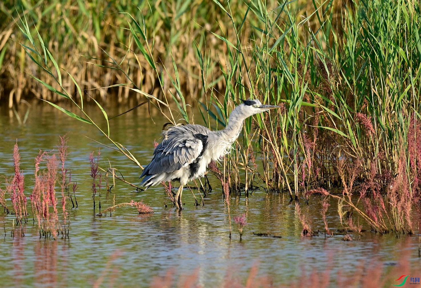_DSC6364f.jpg