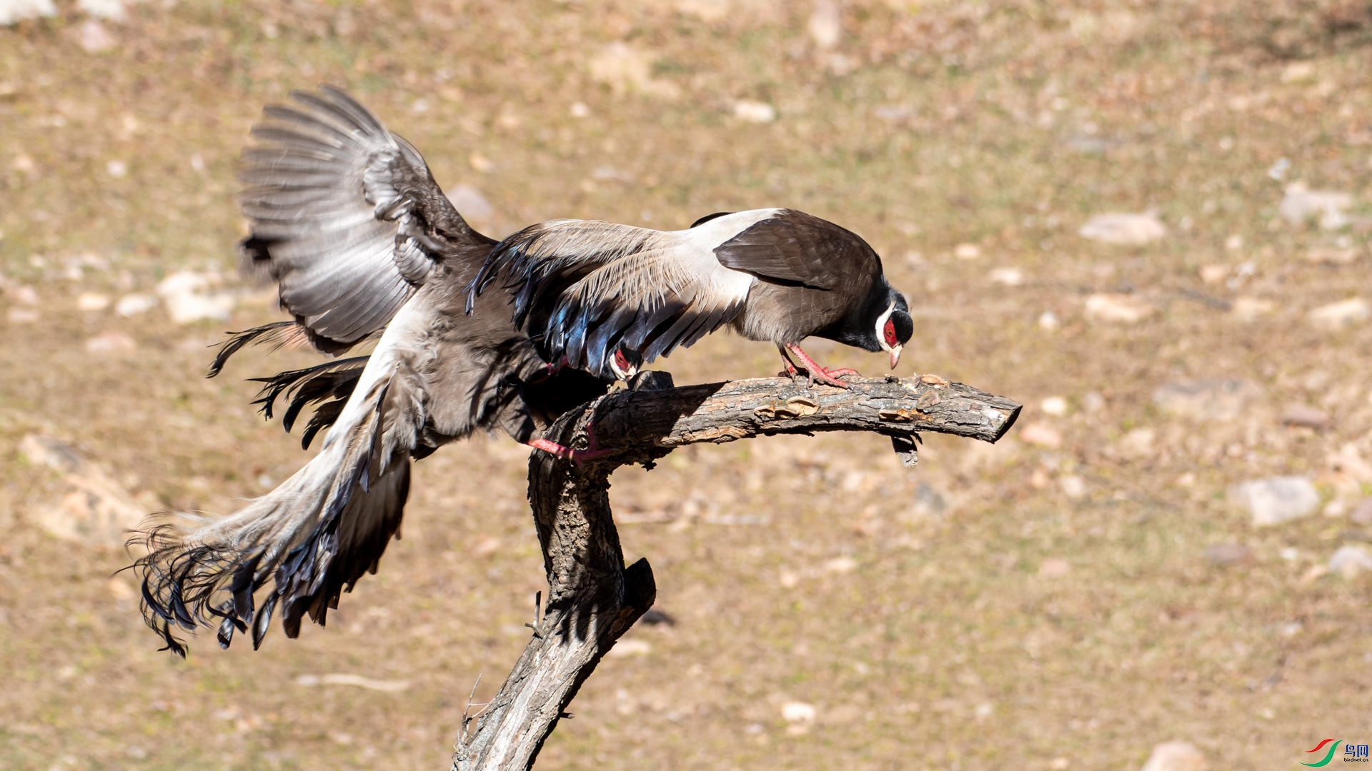 DSC_6254.jpg