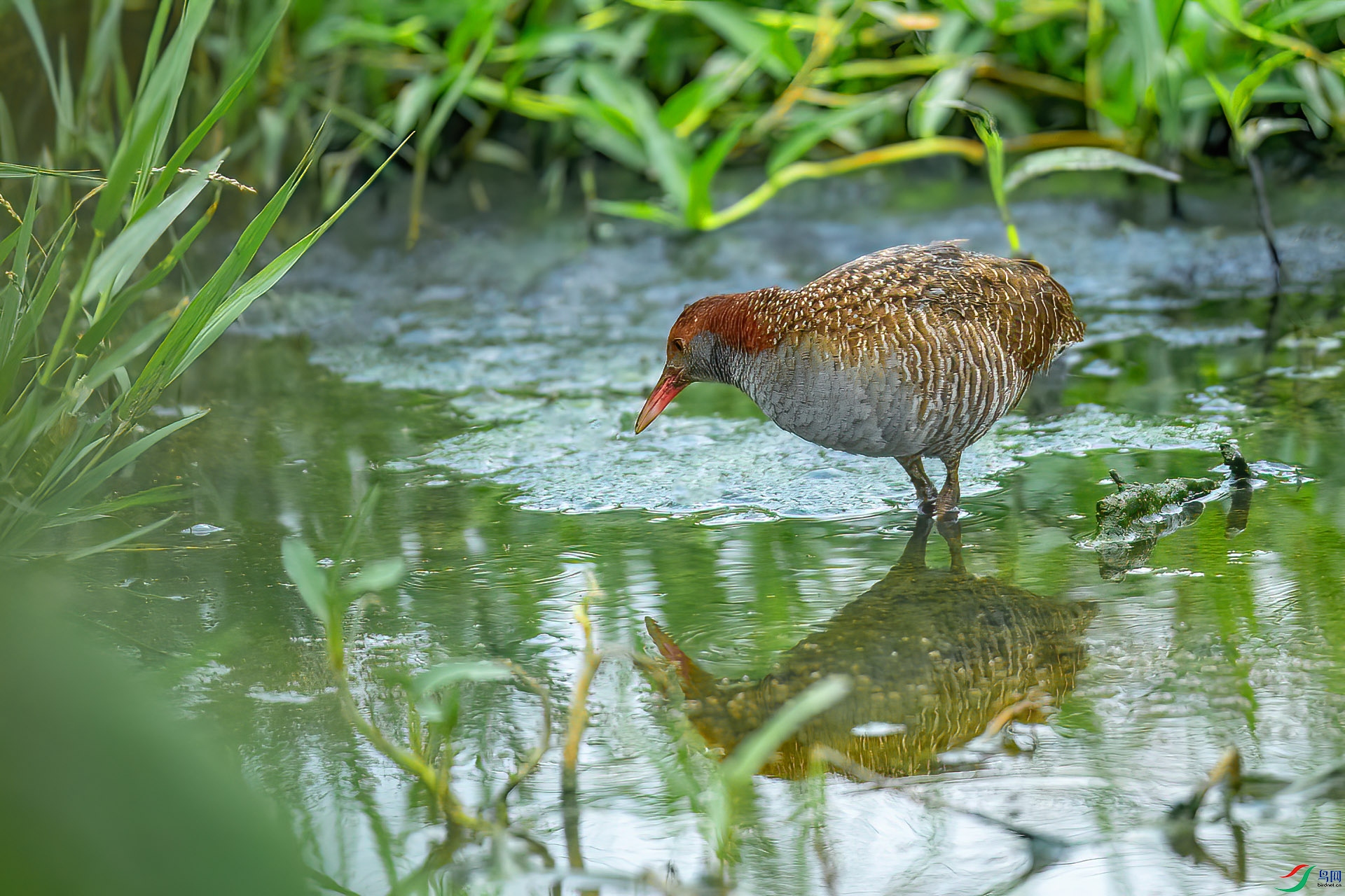 DSC_6383.jpg