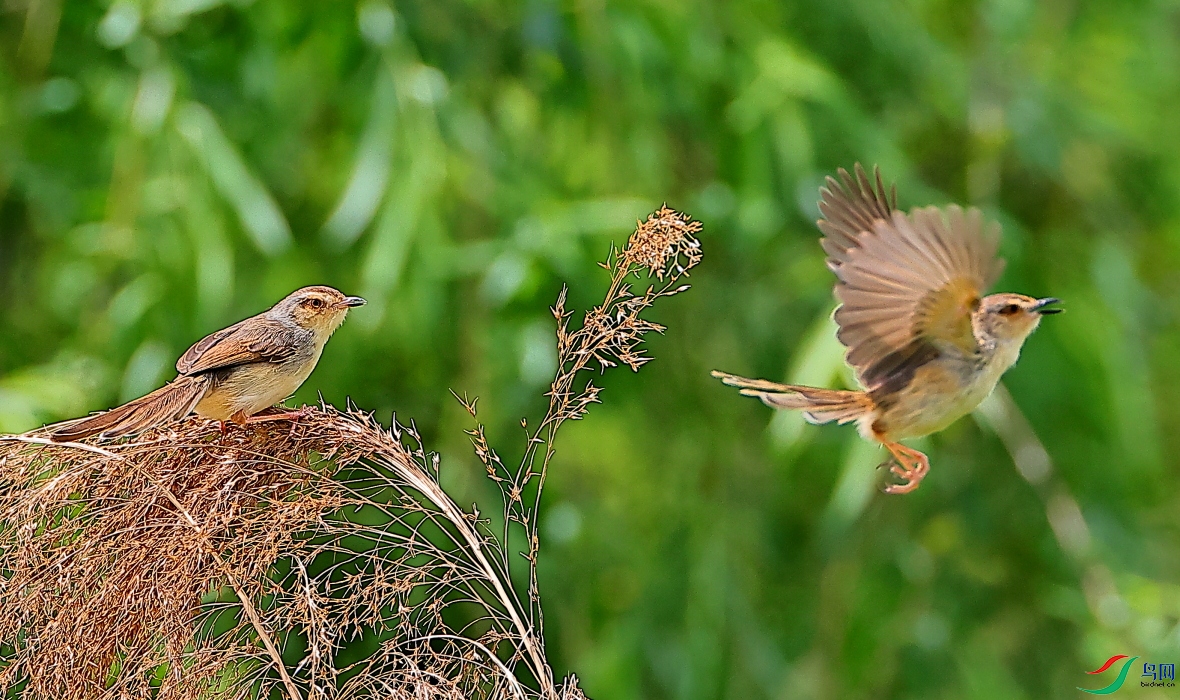 A62I4057.JPG