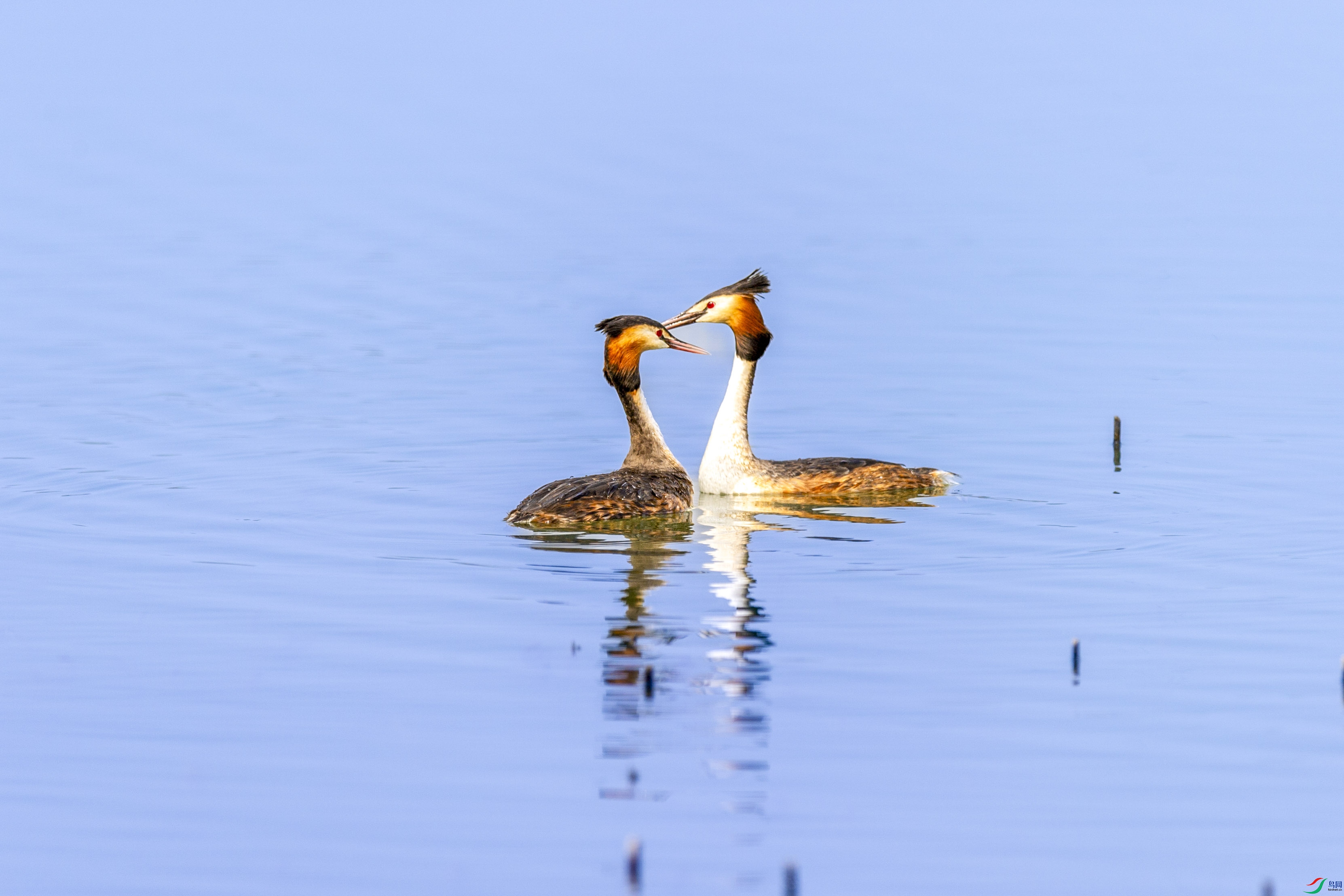 DSC_4351 ����.jpg