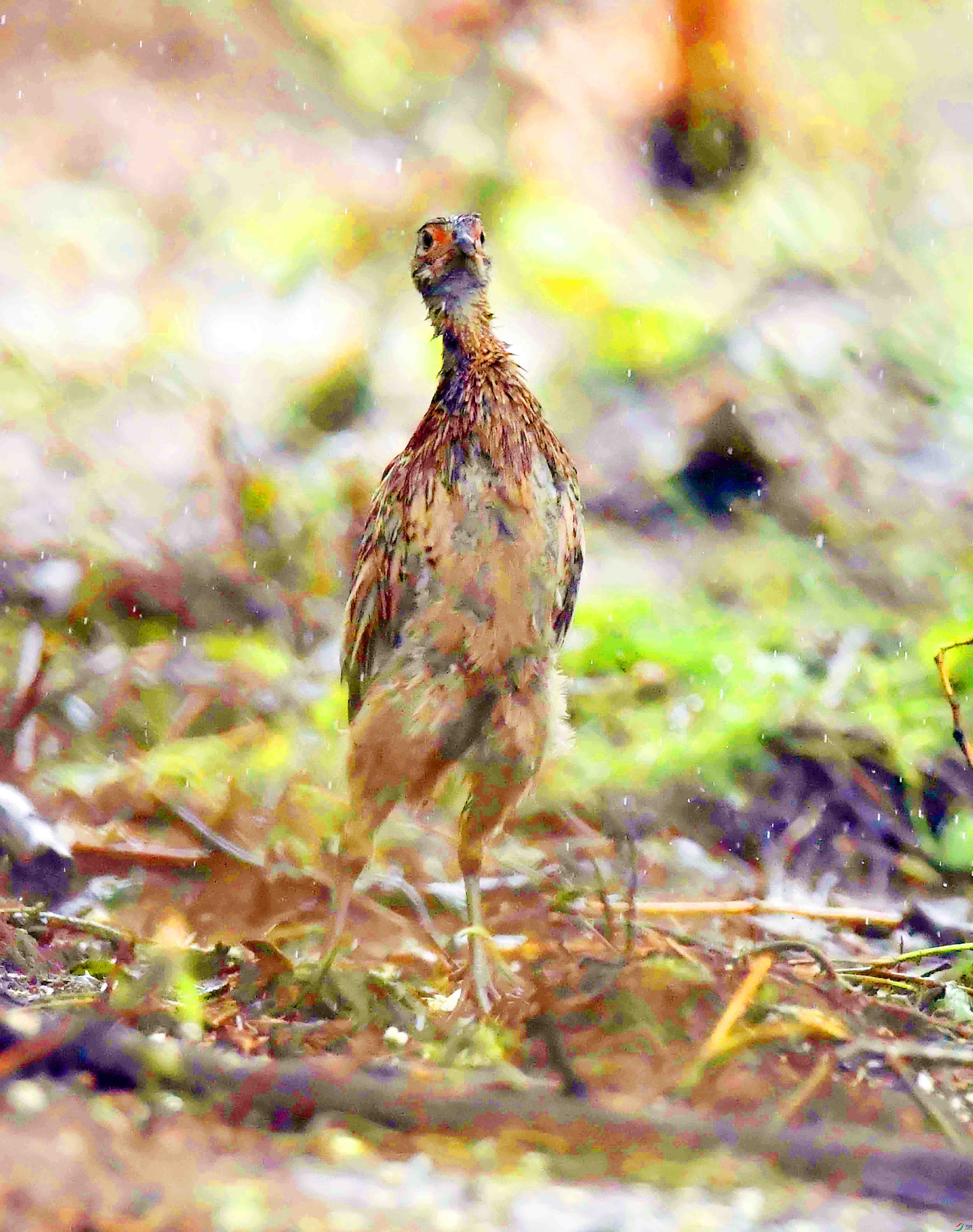 DSC_7524.JPG