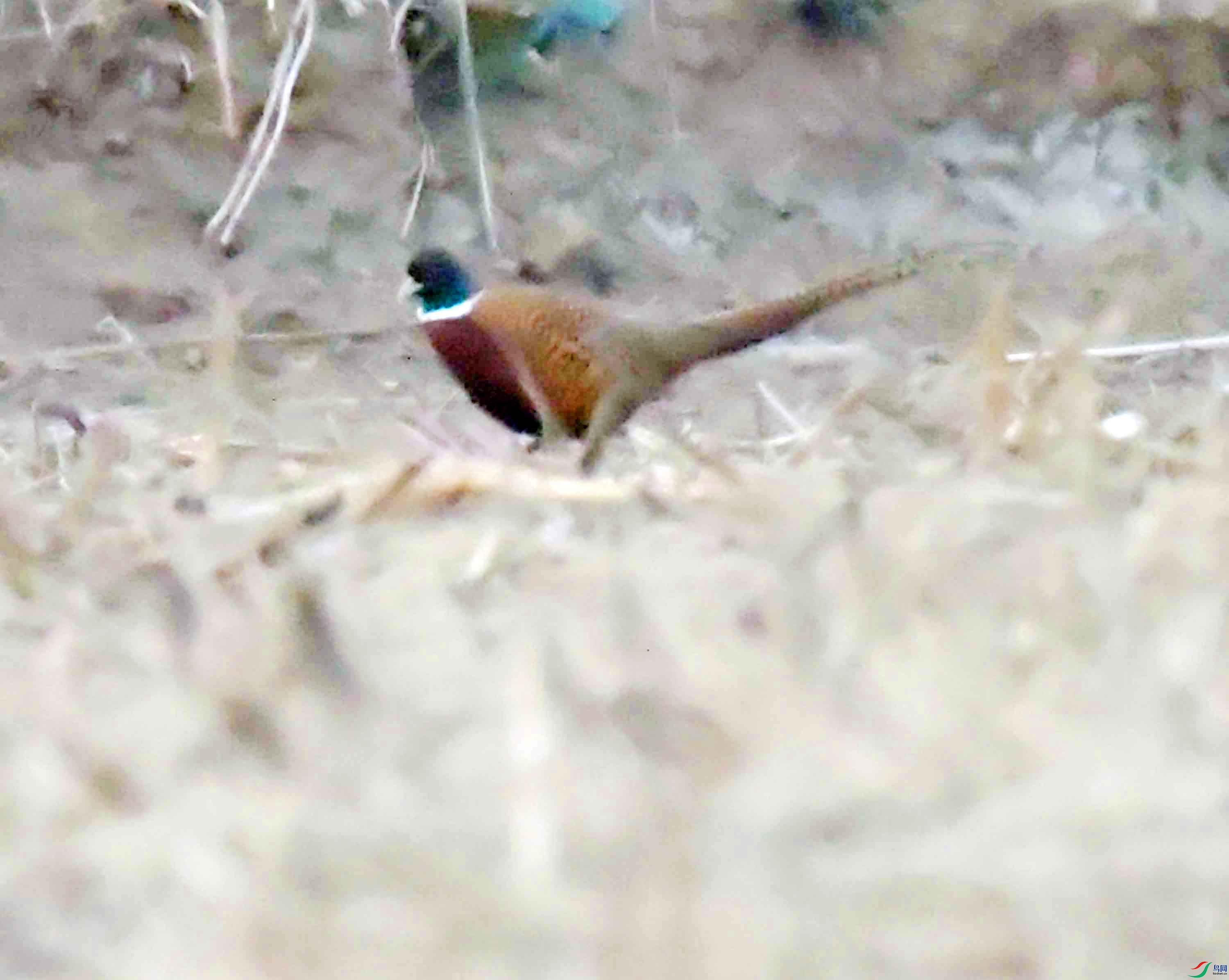 DSC_9031.JPG