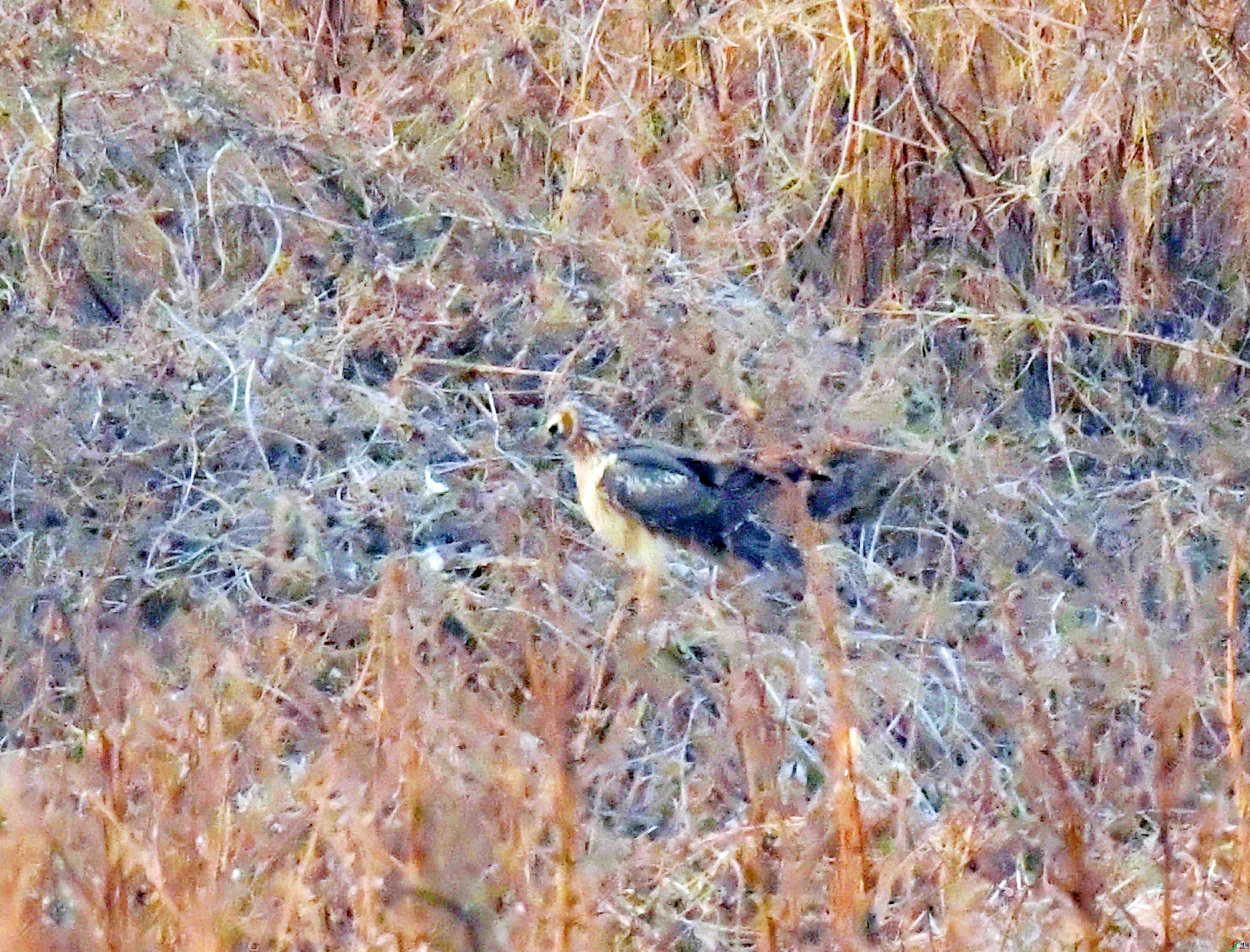 DSC_0128.JPG