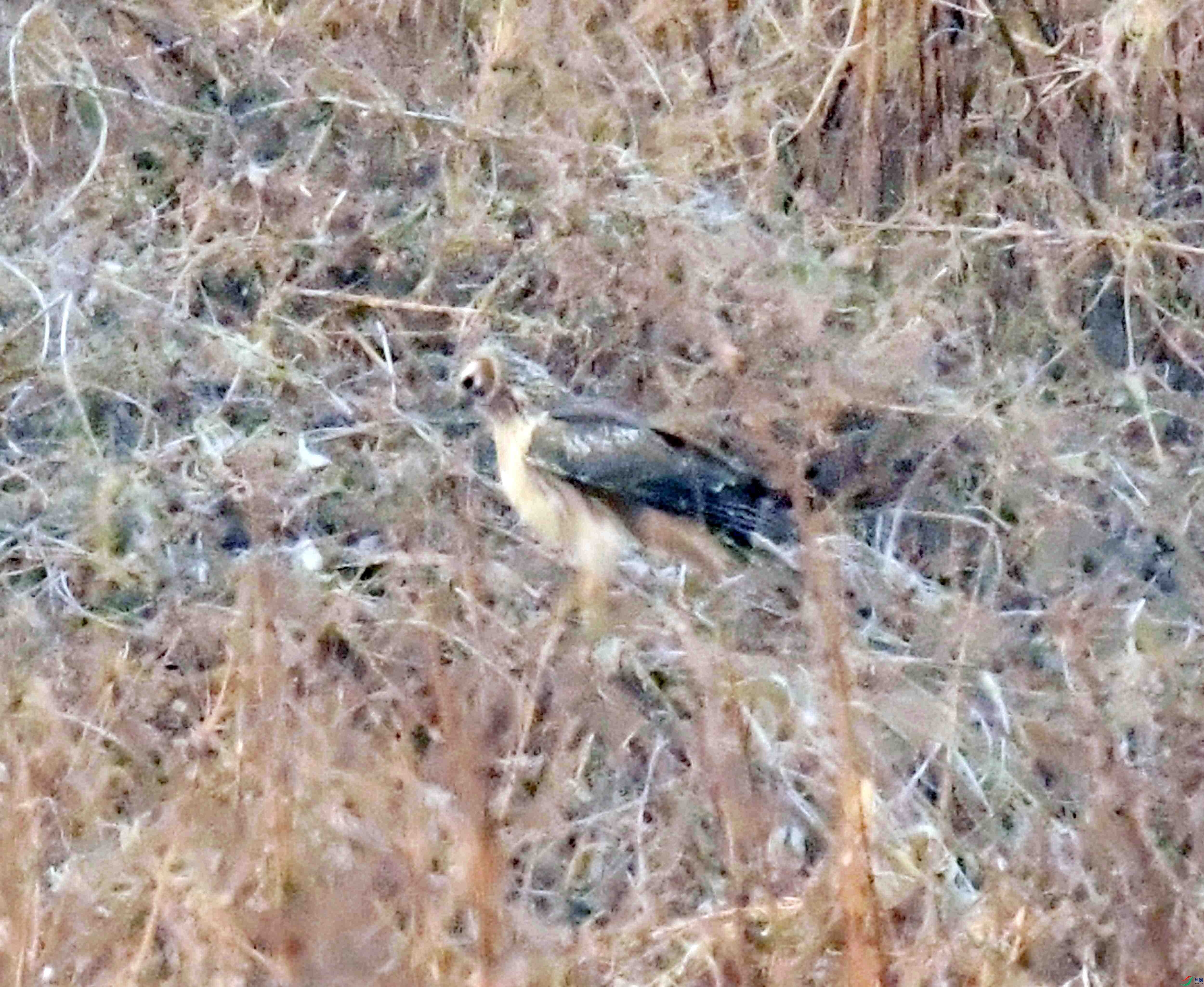 DSC_0129.JPG