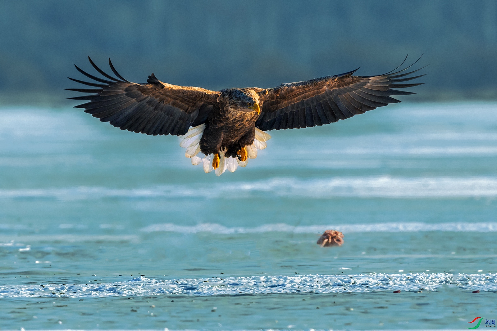 ��β����----��Ϊʳ��