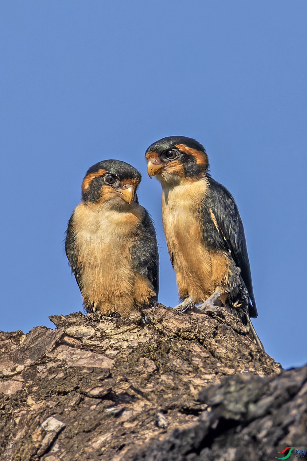 _97A8423-CR3 copy.jpg