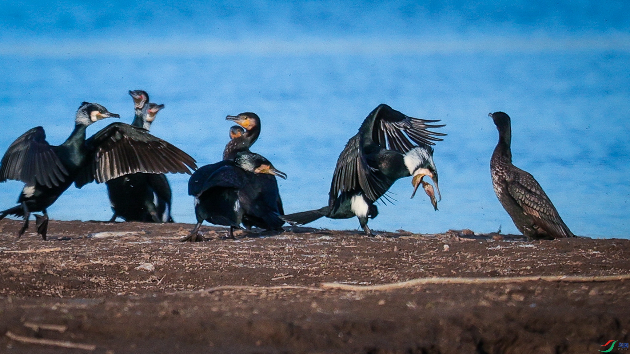 ̰�ԣ��͵��³�����