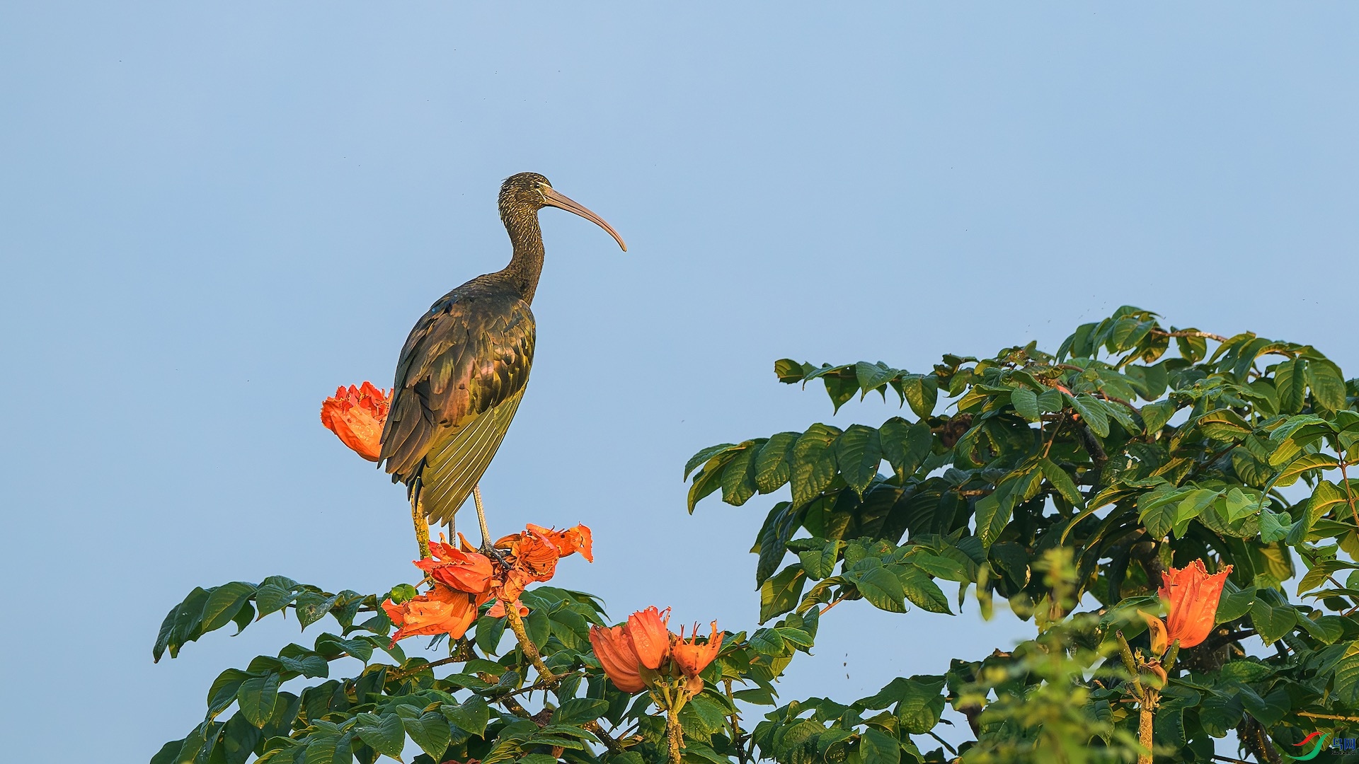 1_XXL6115-����ǿ-NR ����.jpeg