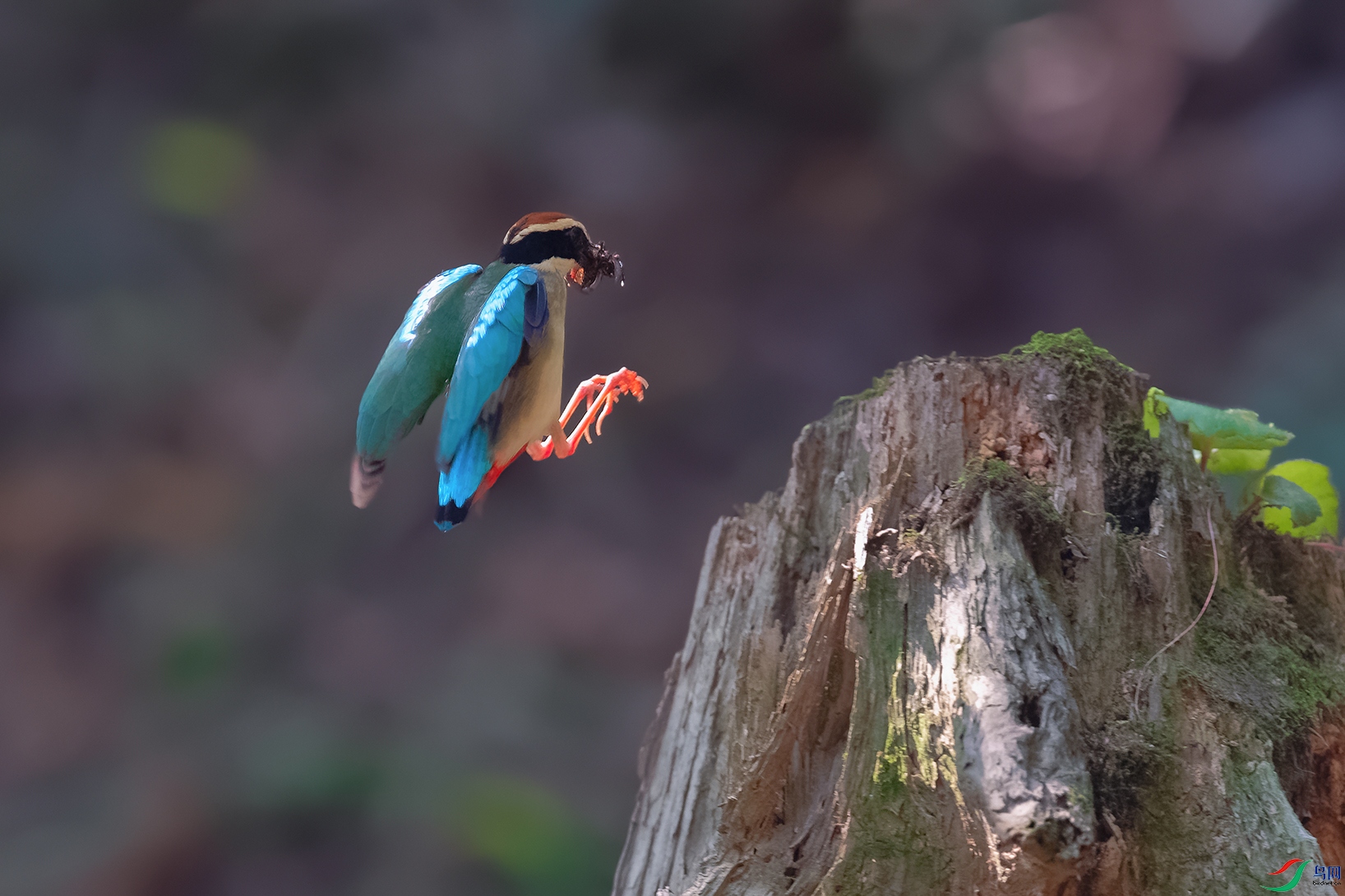 DSC_8009_DxOa.jpg