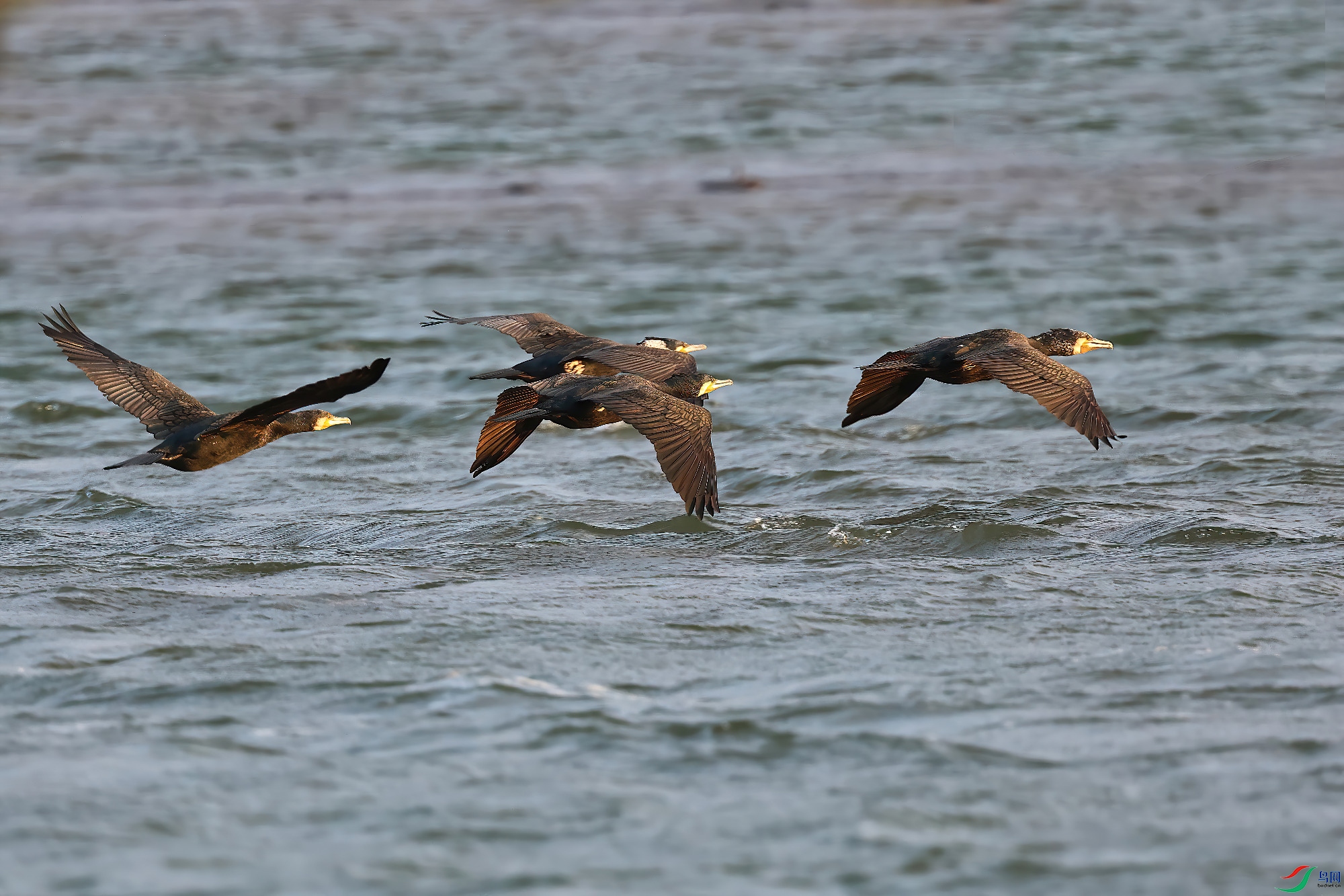 ���Ϳշ���