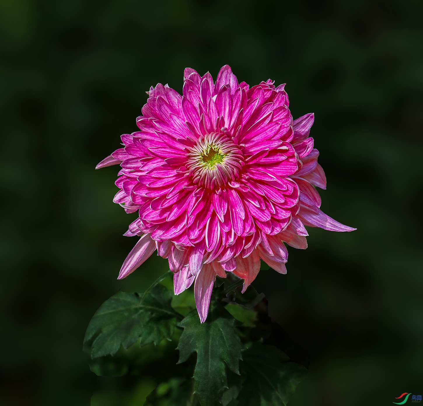0000583A0591 ��õ�� 1000k.jpg