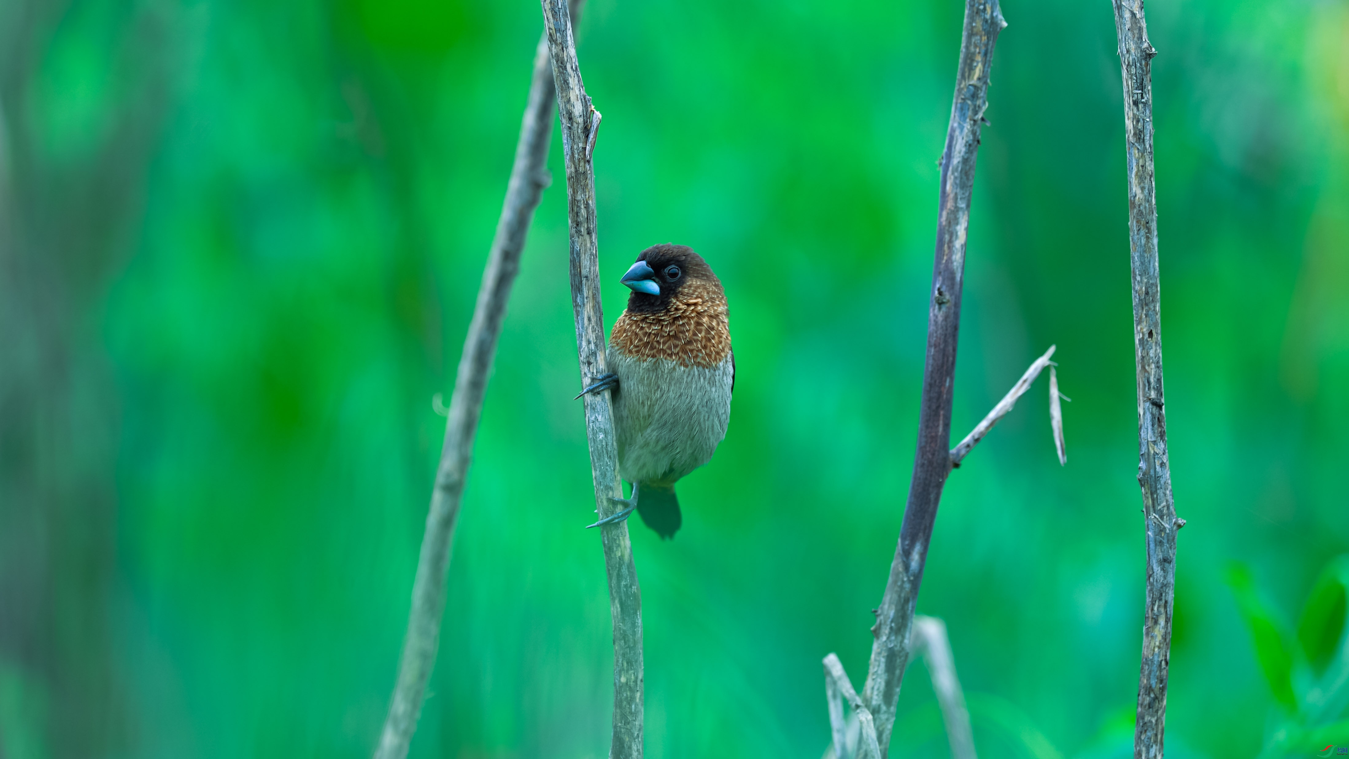 DSC_7153.jpg