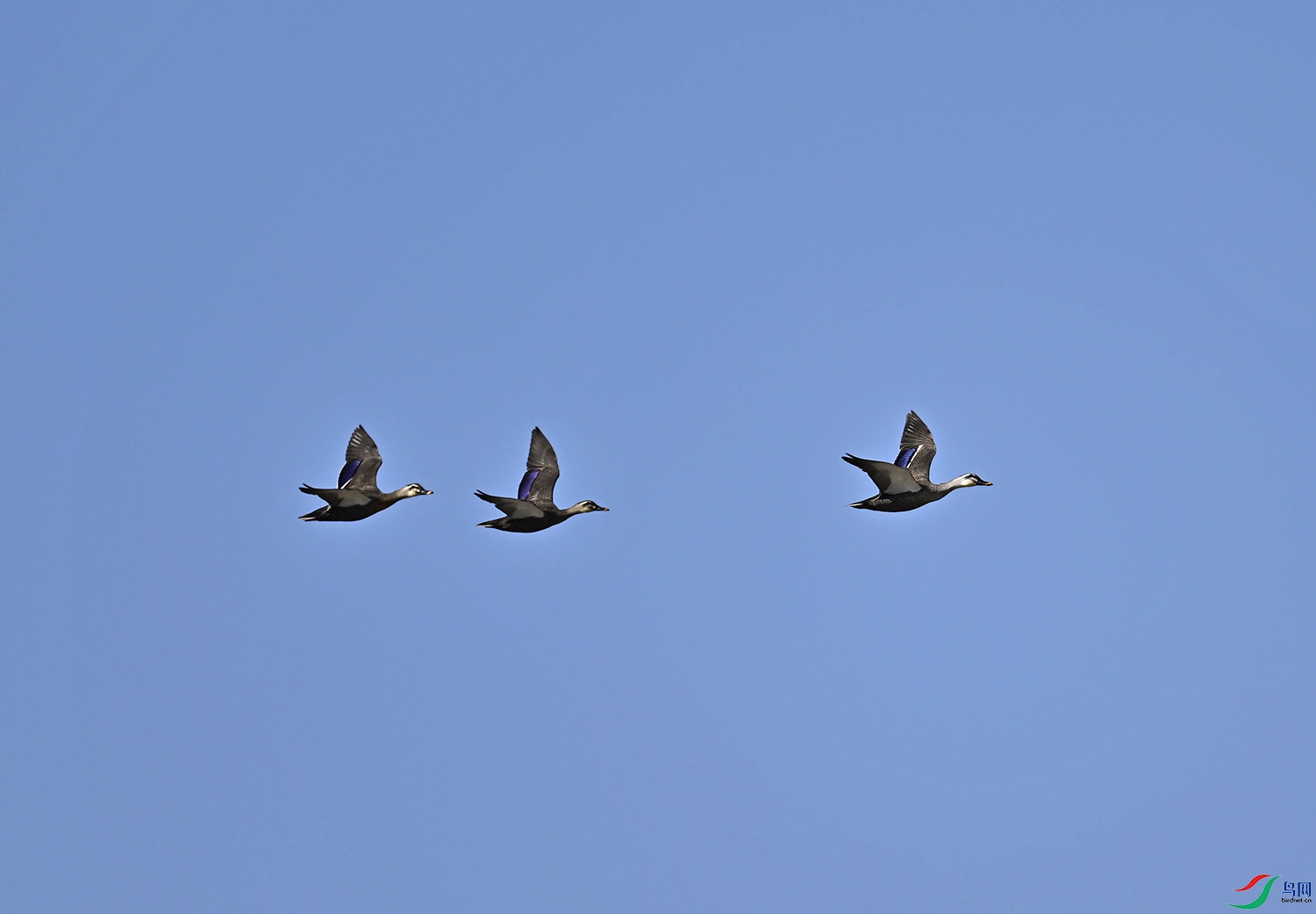 _DSC0181f.jpg