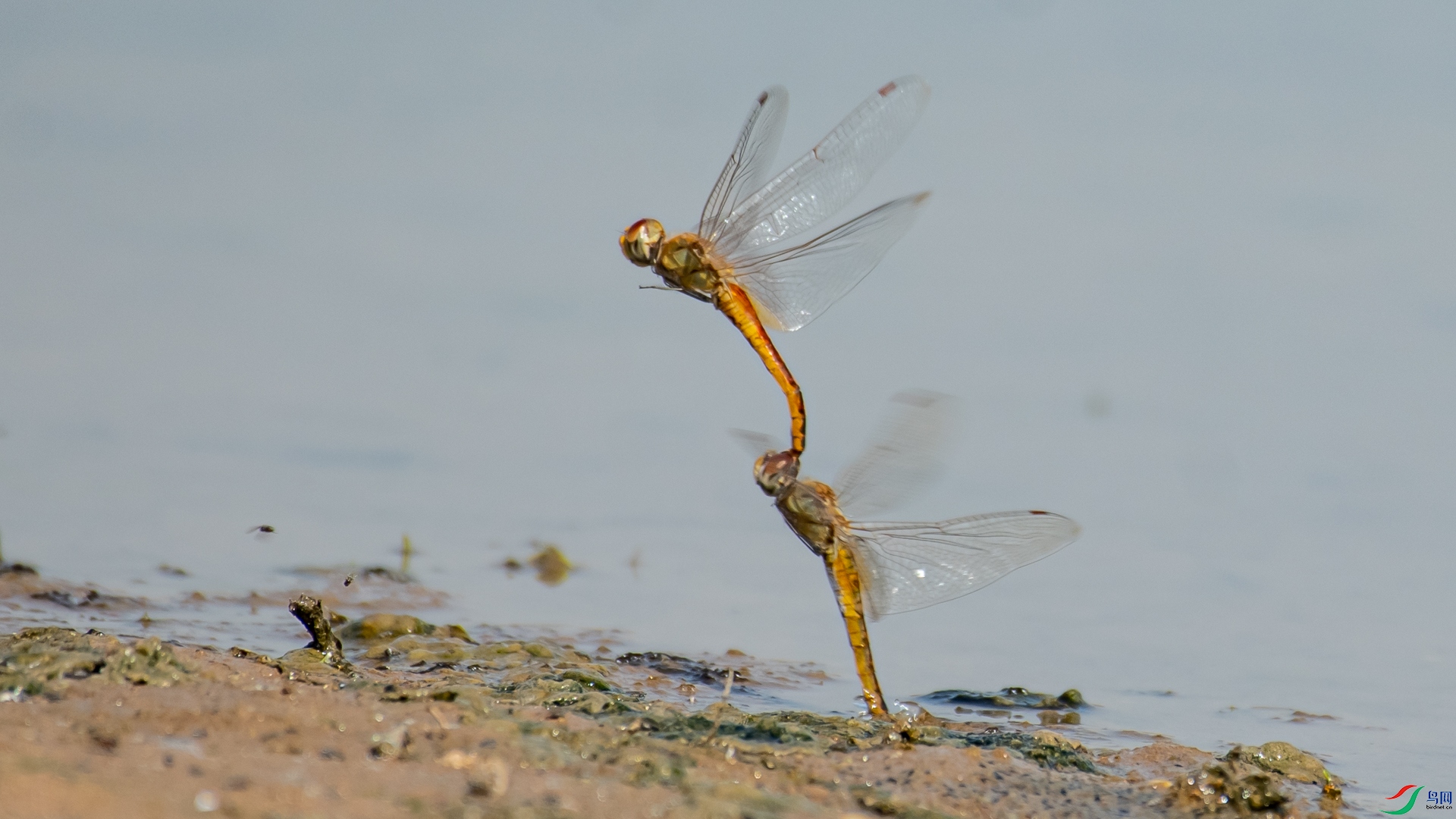 DSC_1542.jpg