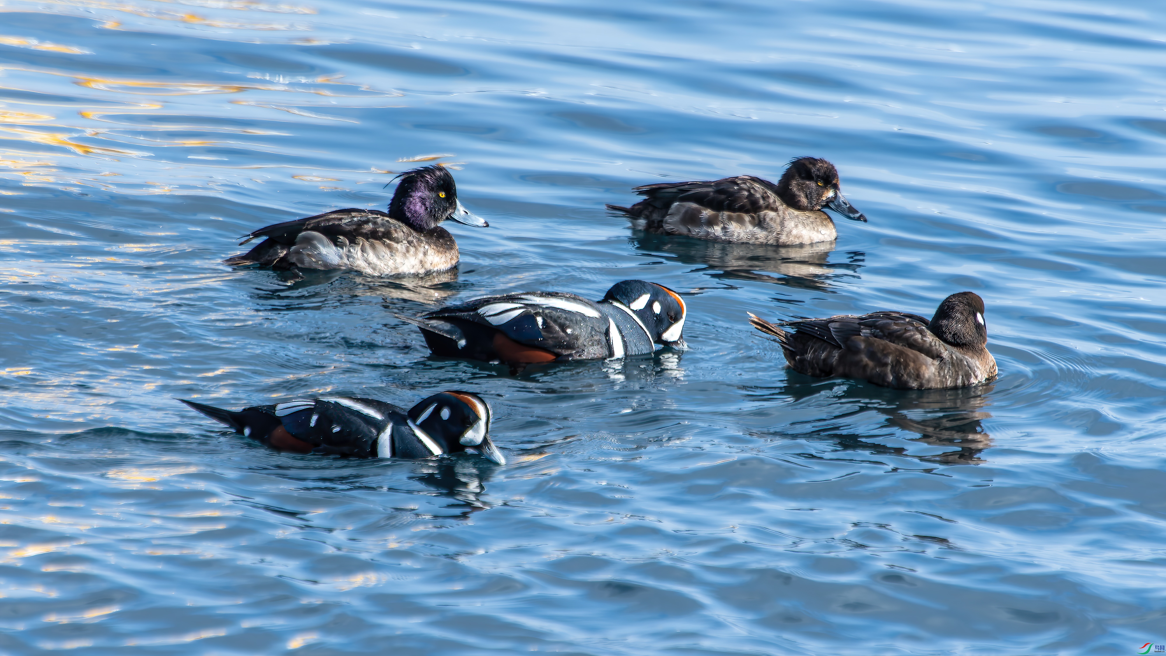 DSC_9985.jpg