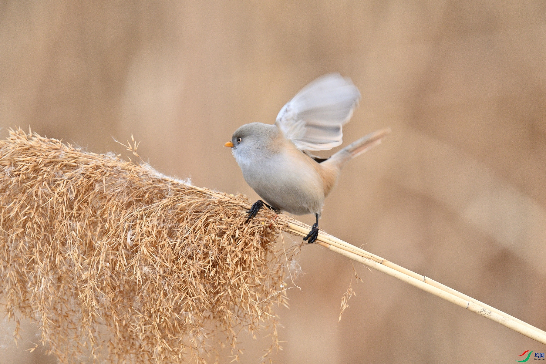 DSC_3052.JPG