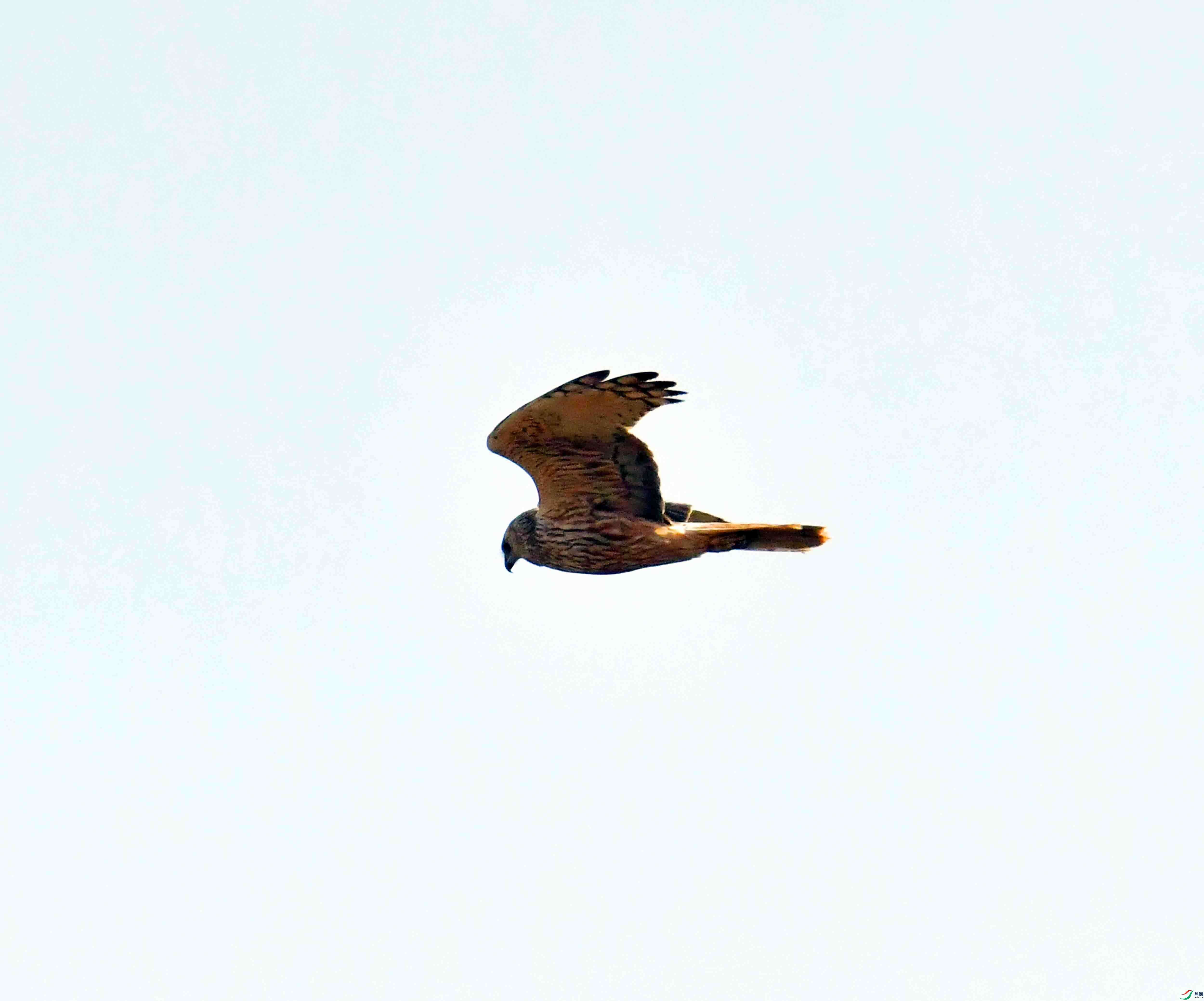 DSC_4168.JPG