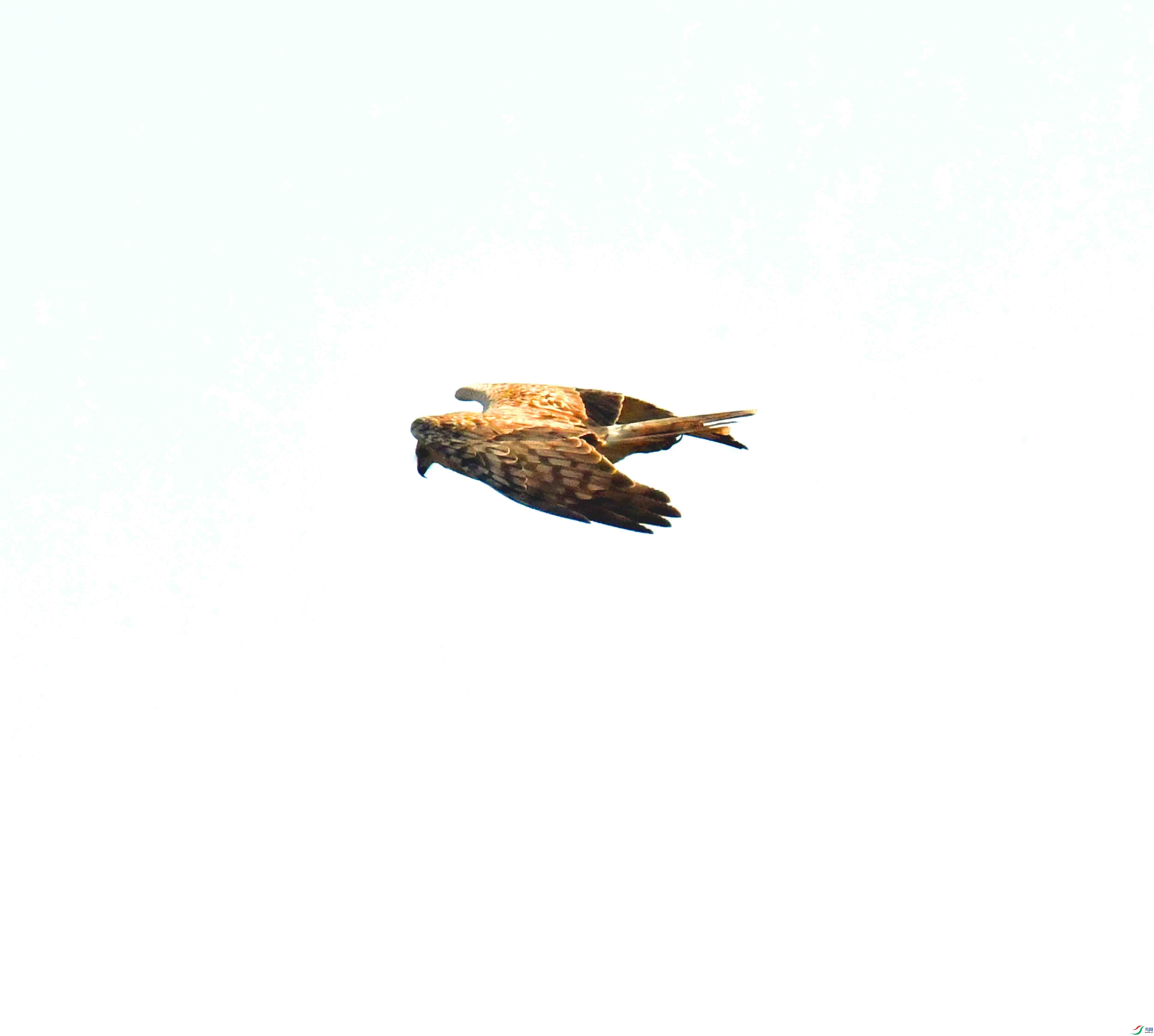 DSC_4170.JPG