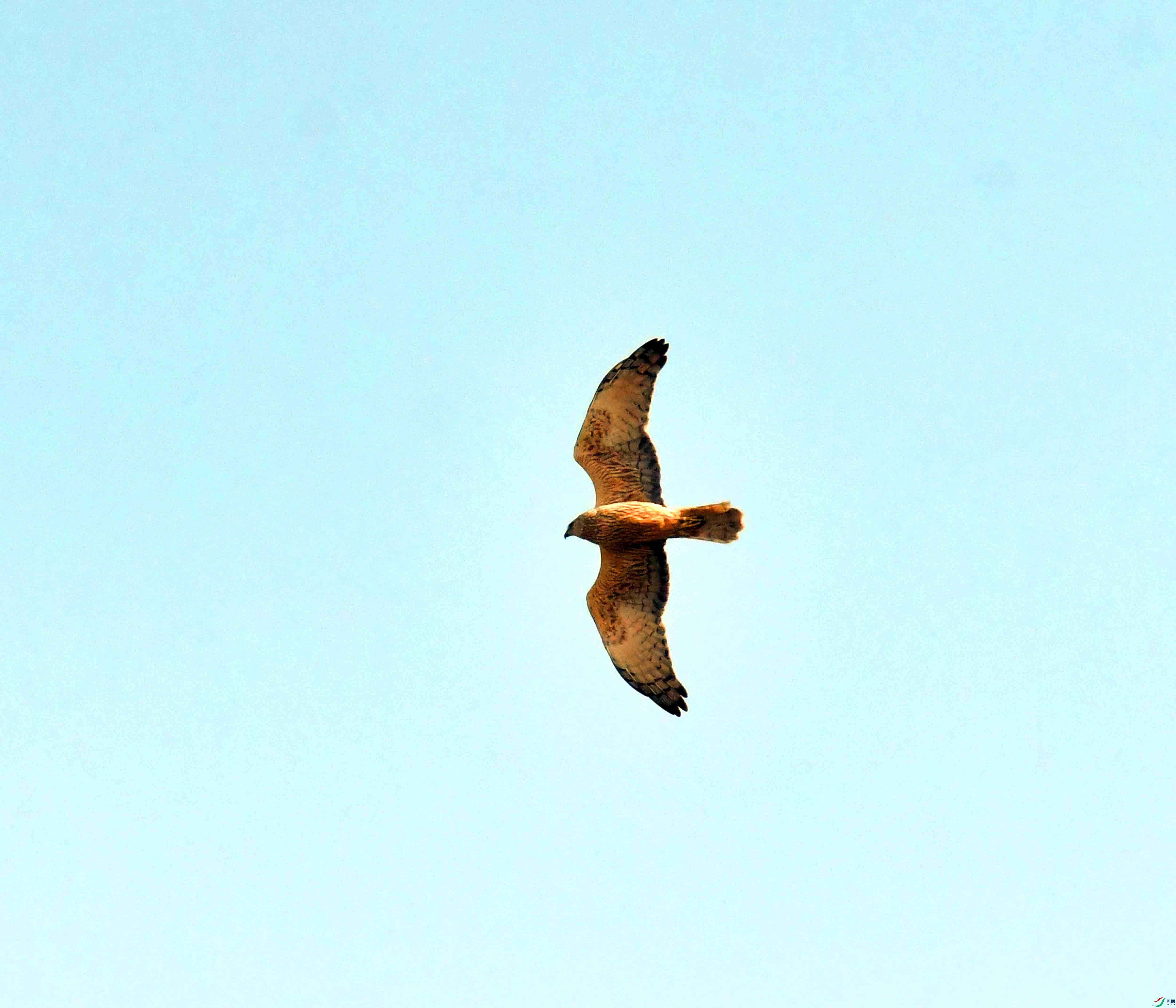 DSC_4222.JPG