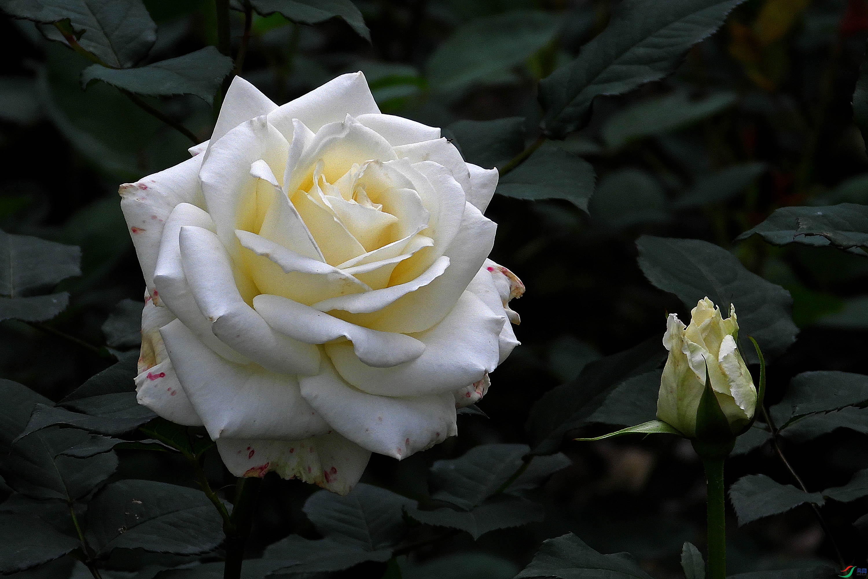 DSCN3087.JPG
