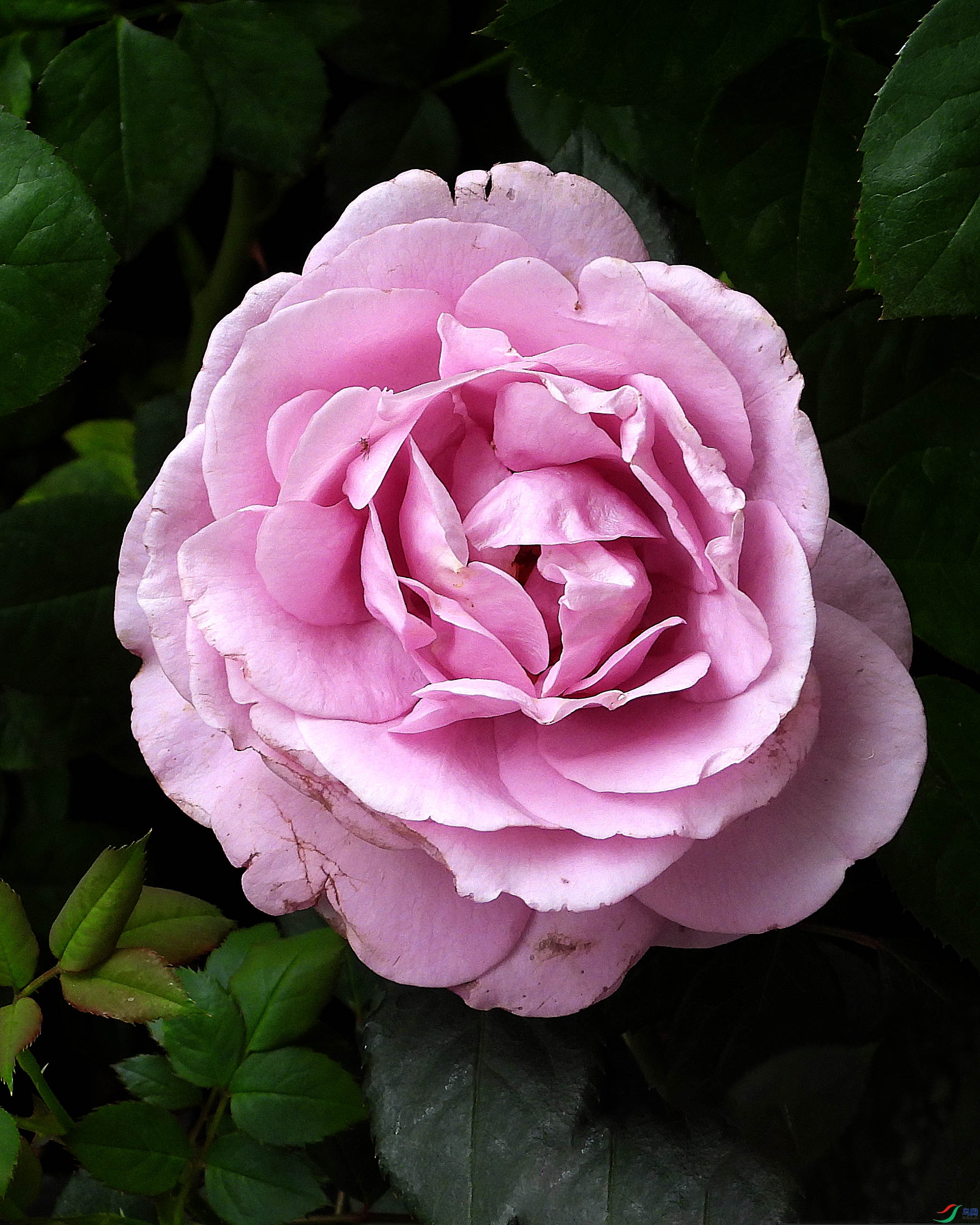 DSCN3091.JPG