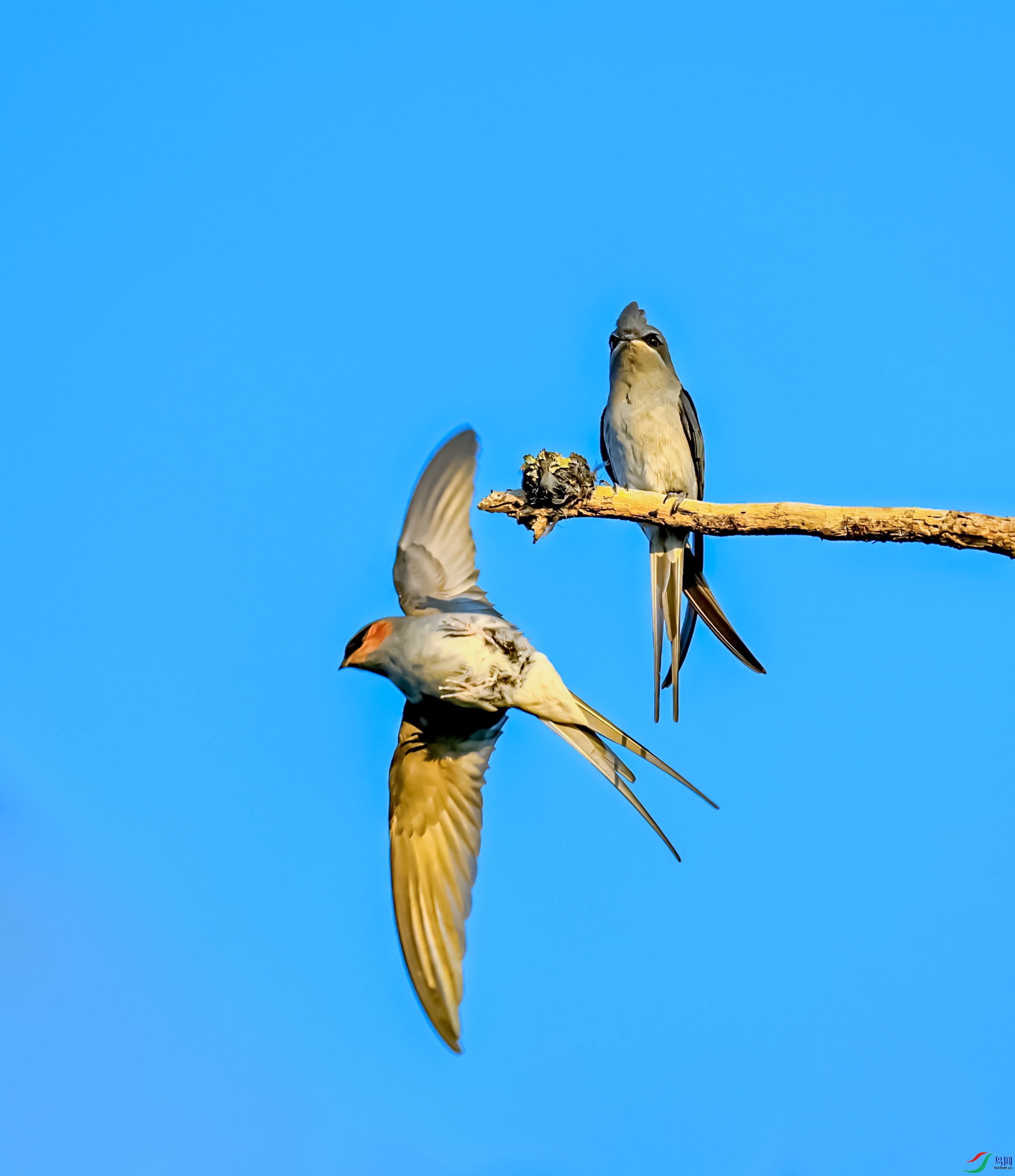 ��ͷ����