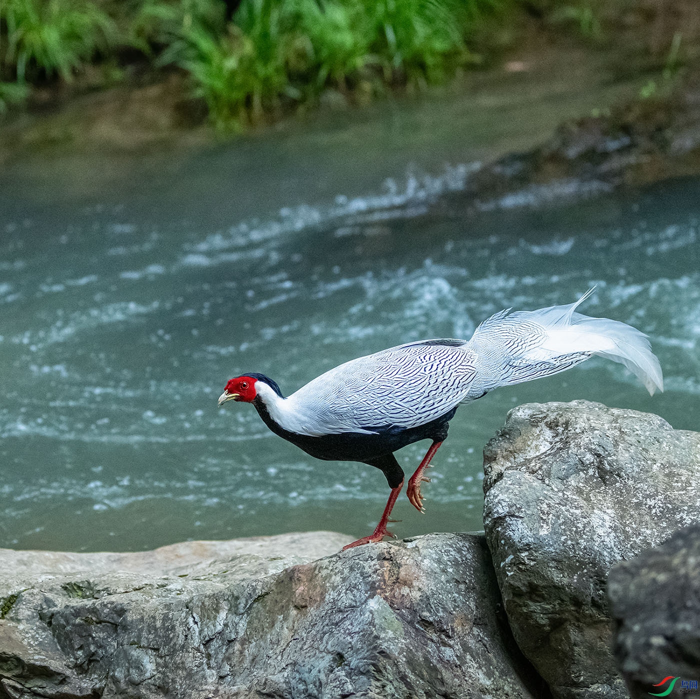 DSC_1109-1.jpg