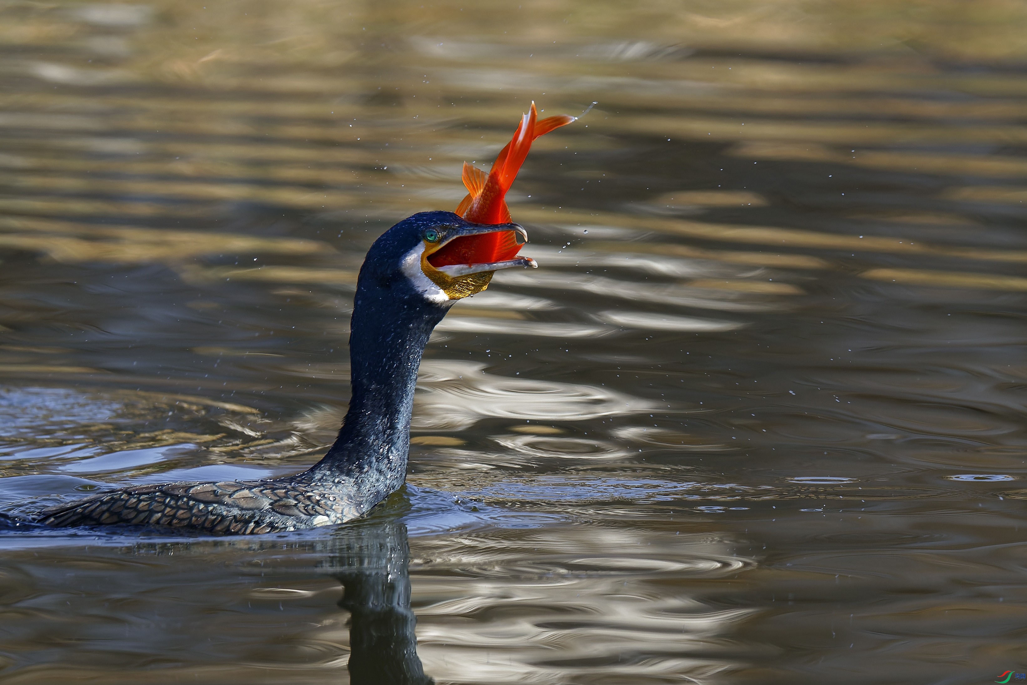 _A4I0377_DxO����С ����.jpg