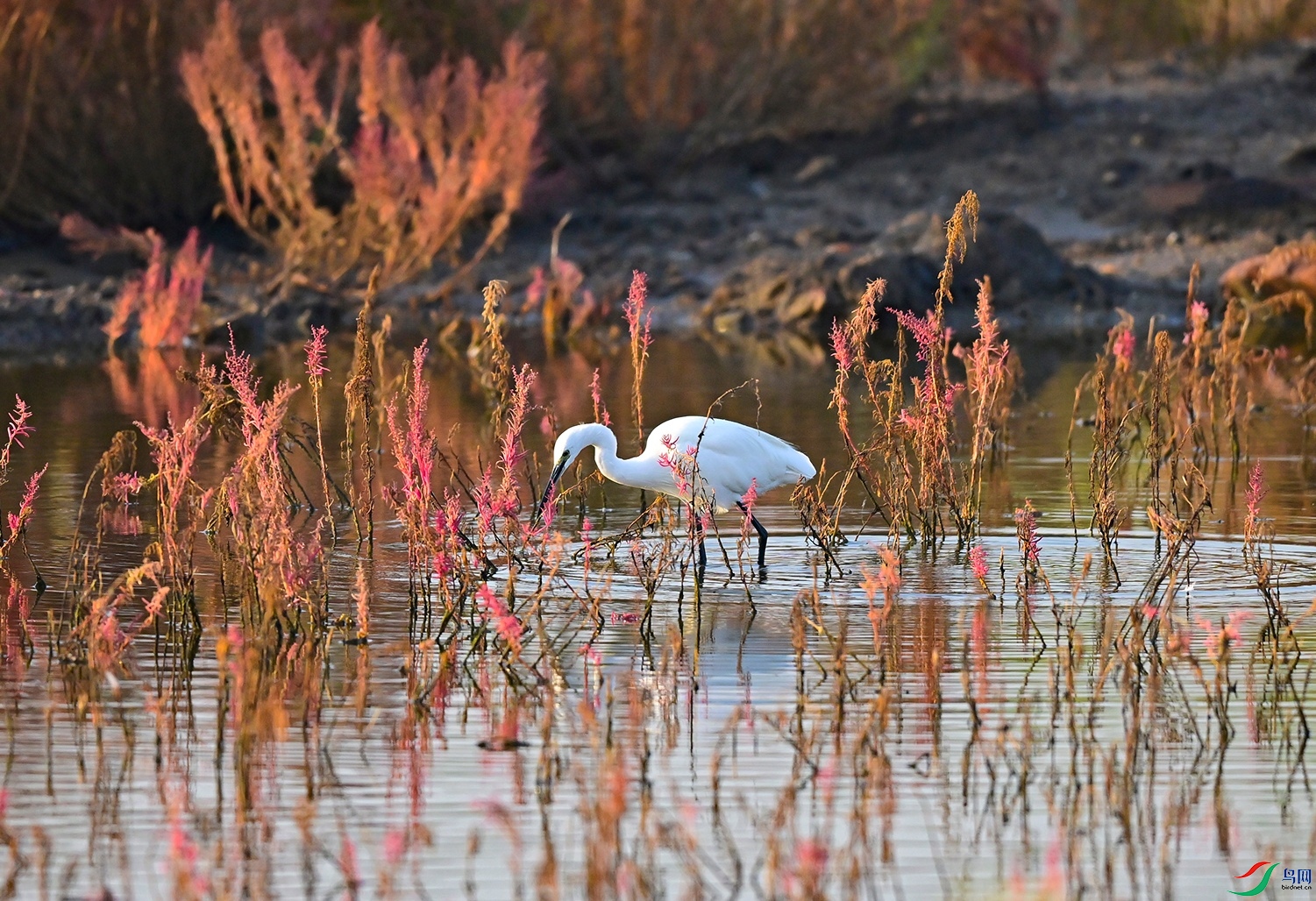 _DSC8052f.jpg