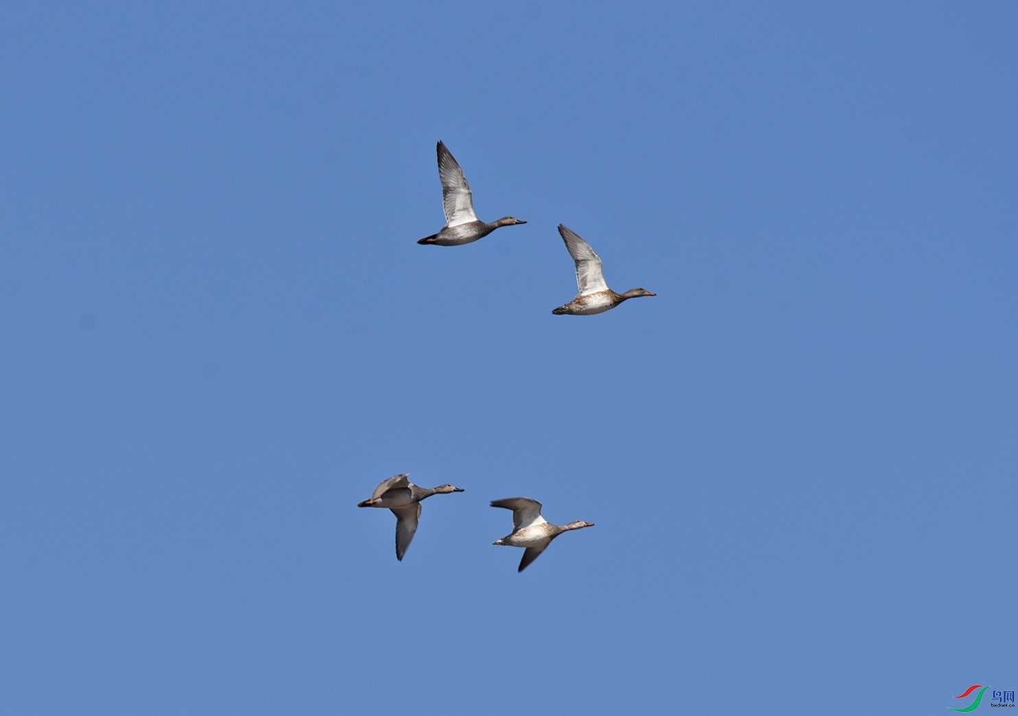 DSC_4615f.jpg
