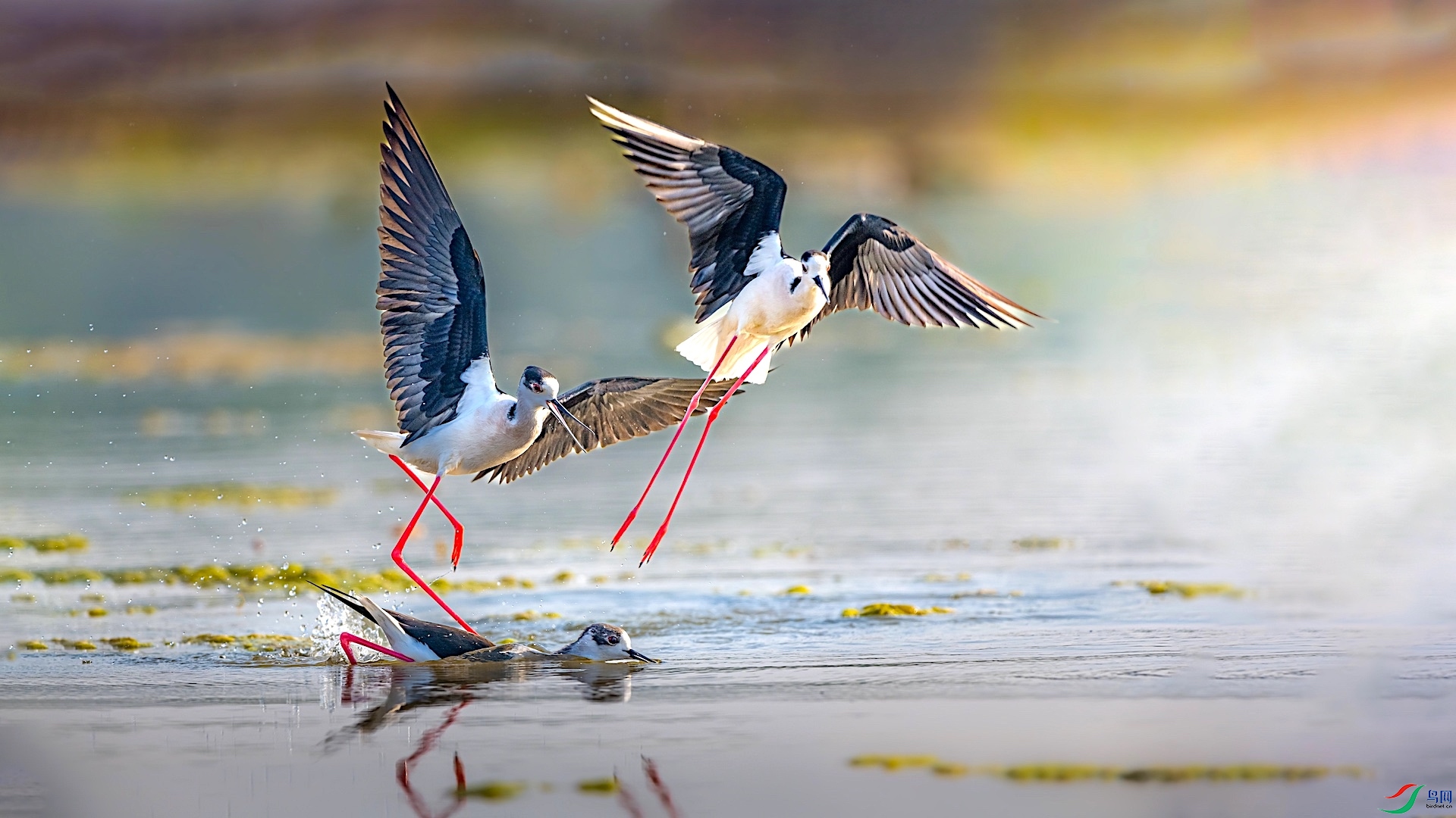 5_XXI1368 ���� 2.jpg222.jpeg