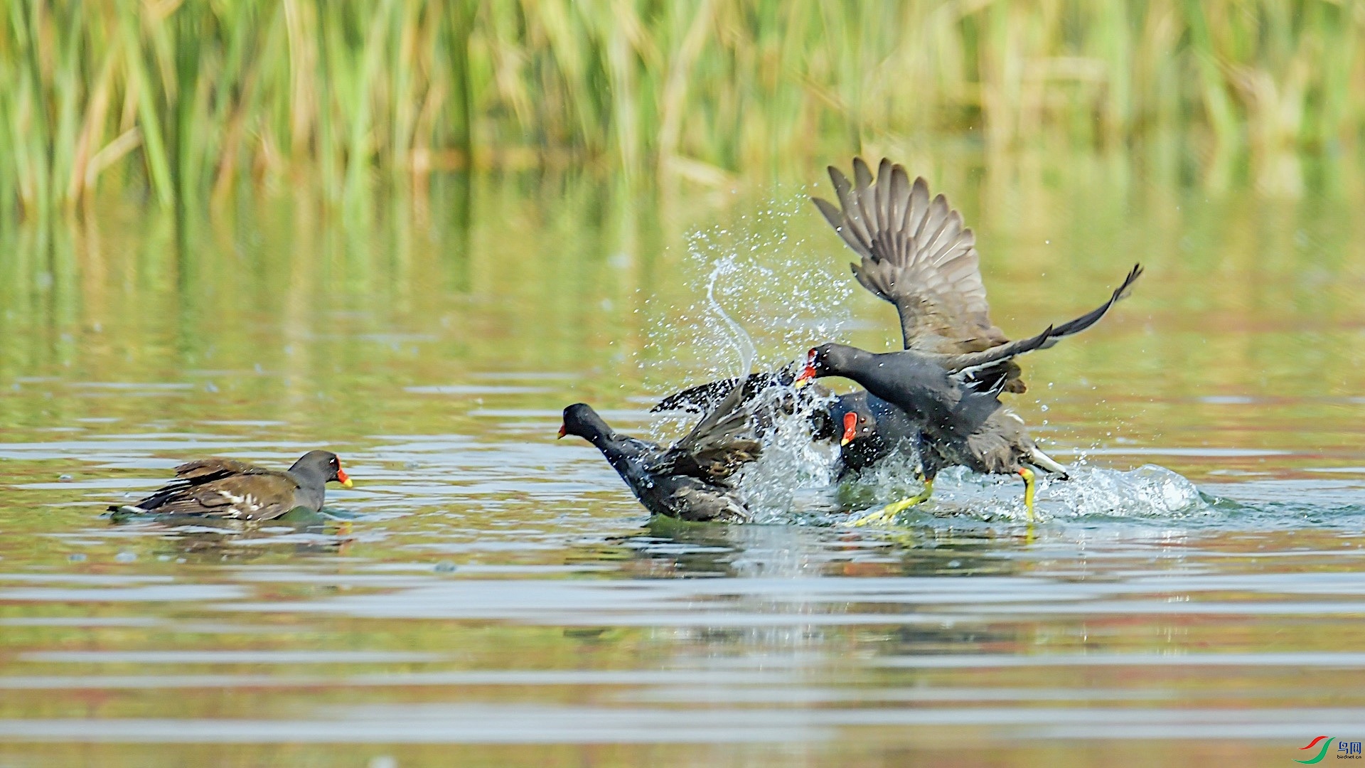 6_XXL5280 ����.jpeg