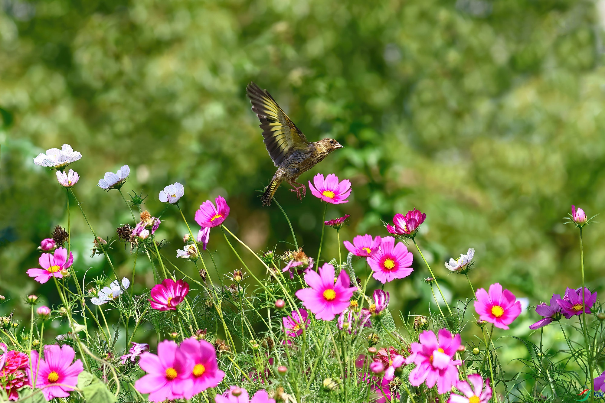 ·�ߵ�Ұ���㲻Ҫ��