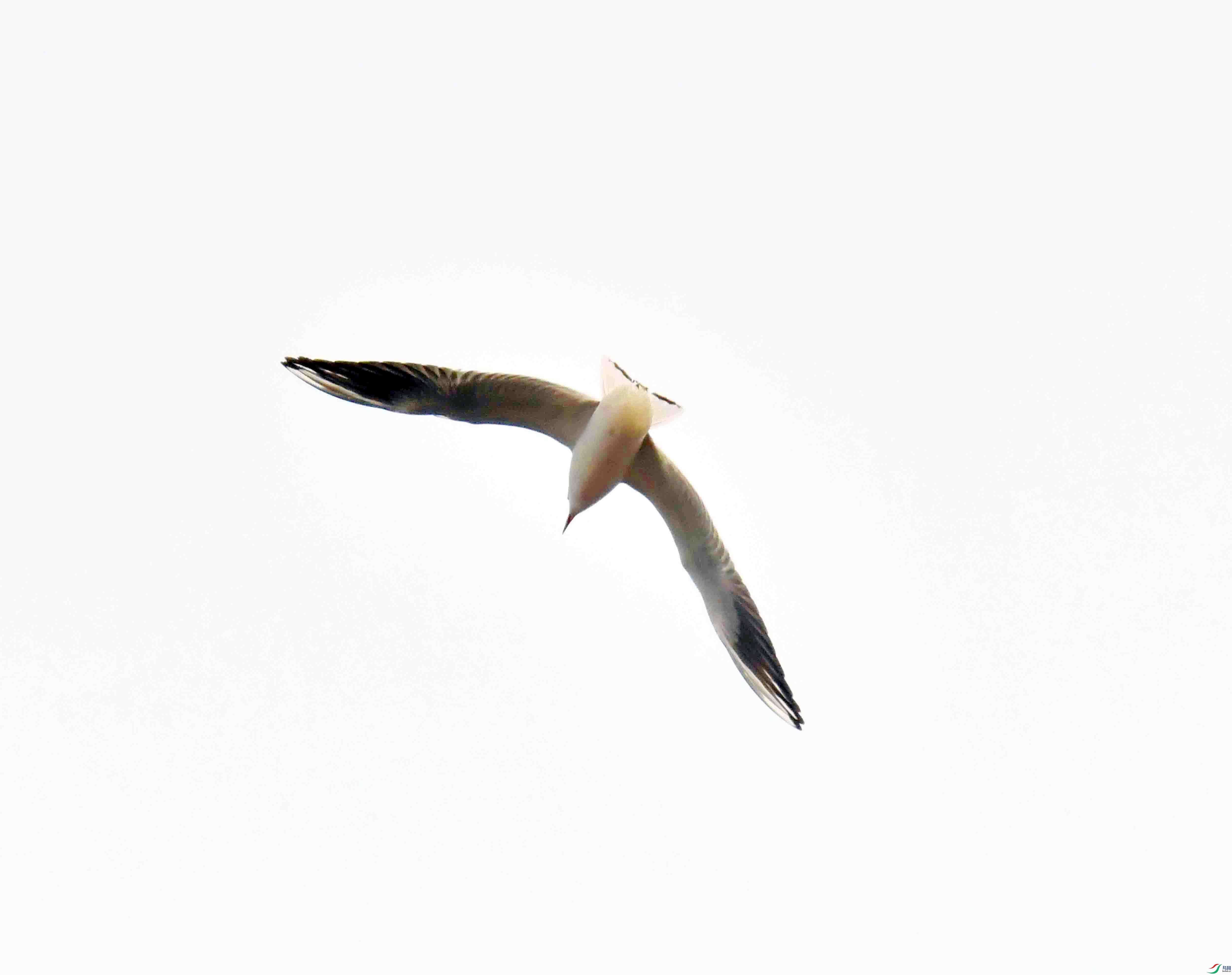 DSC_0102.JPG